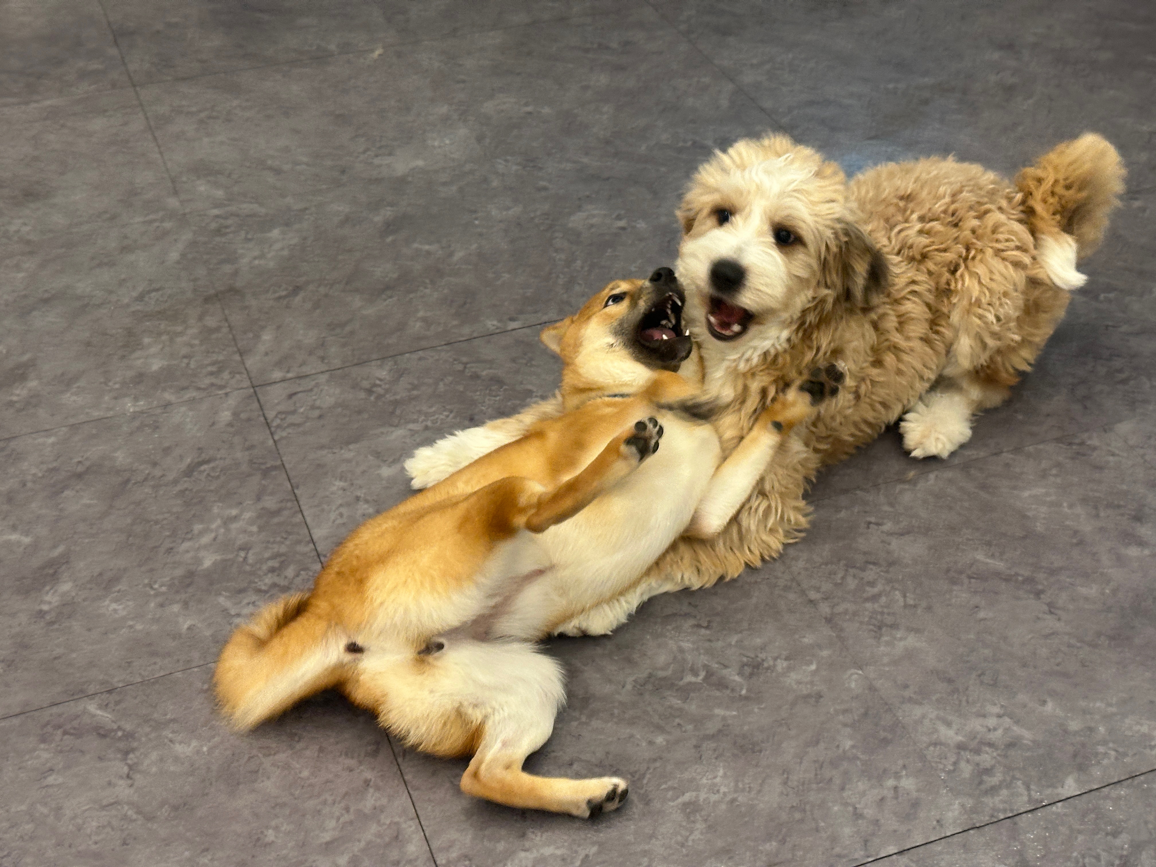 순덕이(쫄희)와 가족이 된지 200일이 되었어요ㅎㅎ