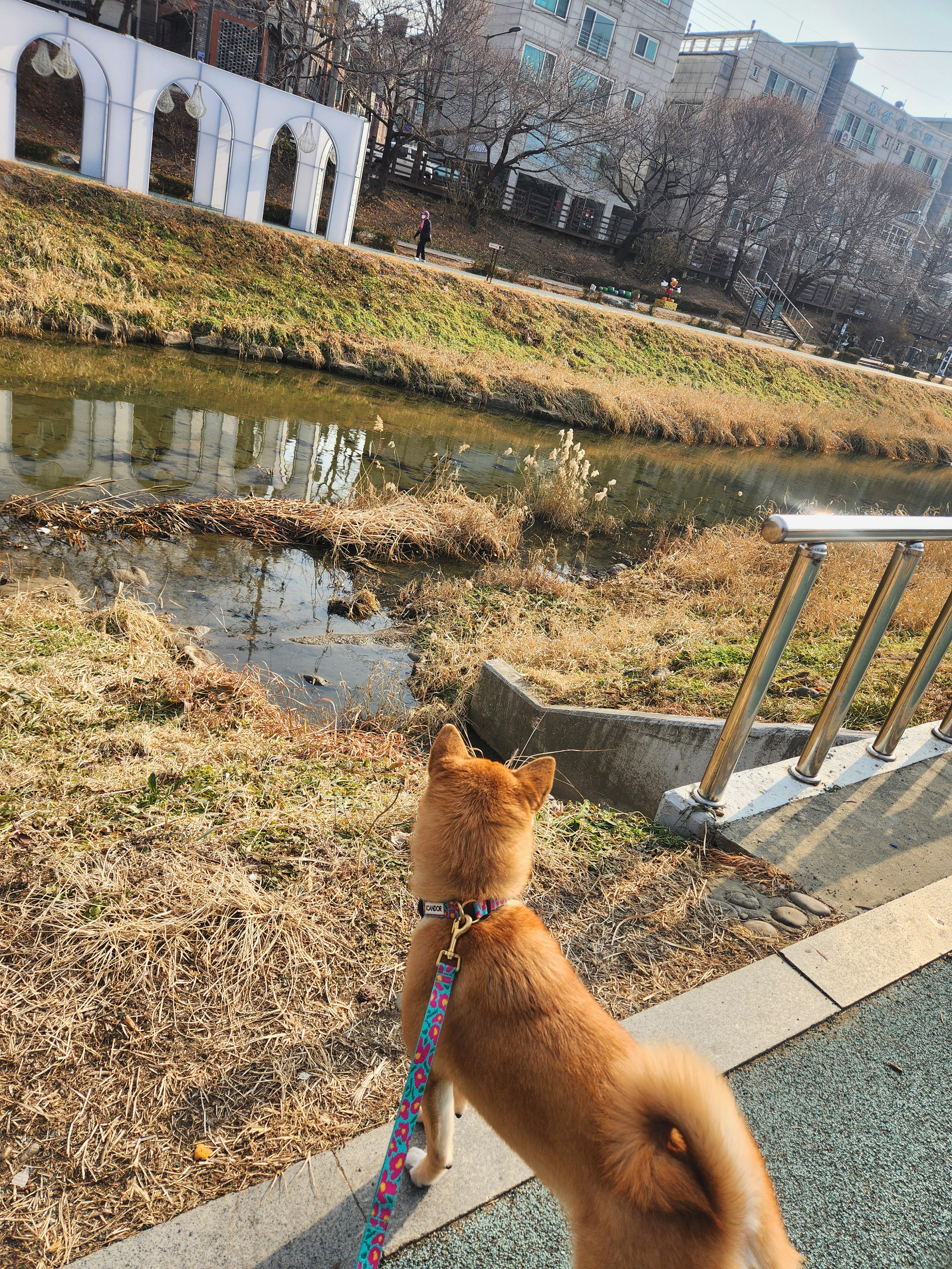 순덕이(쫄희)와 가족이 된지 200일이 되었어요ㅎㅎ