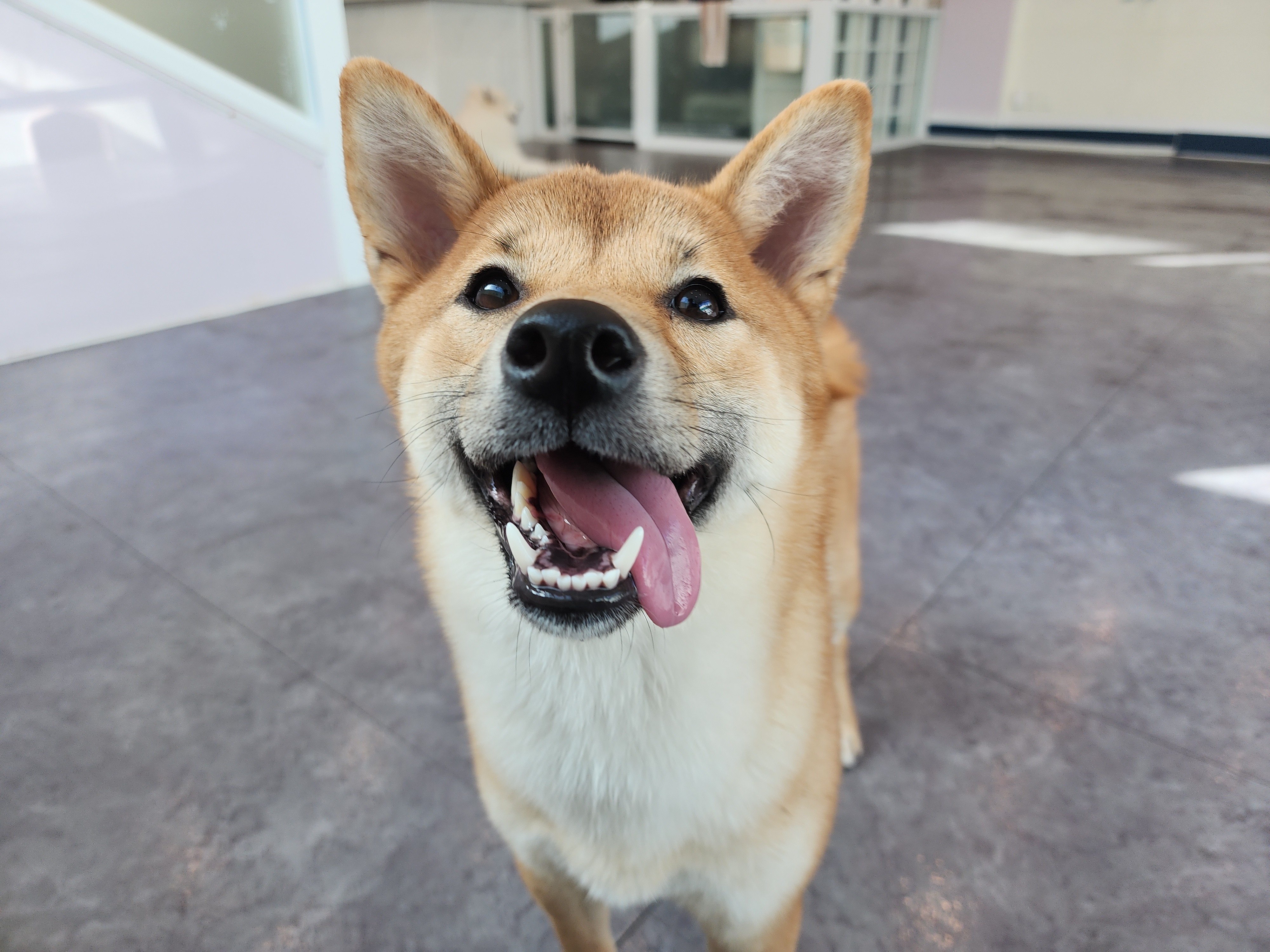 순덕이(쫄희)와 가족이 된지 200일이 되었어요ㅎㅎ