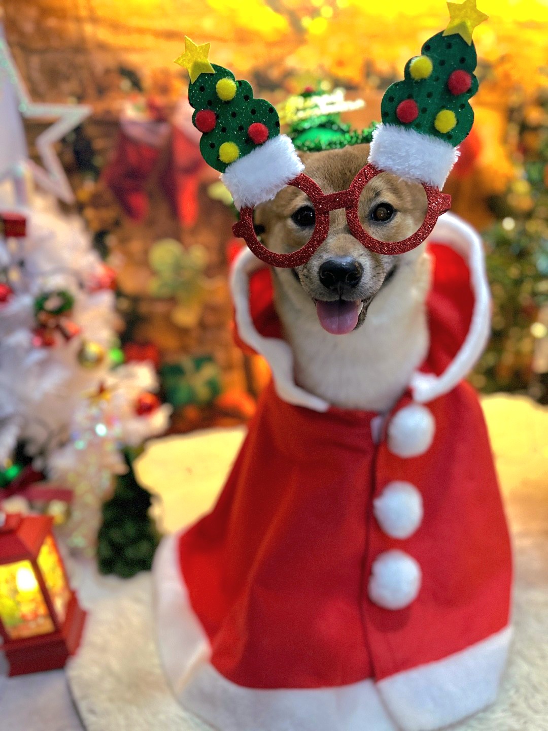 순덕이(쫄희)와 가족이 된지 200일이 되었어요ㅎㅎ