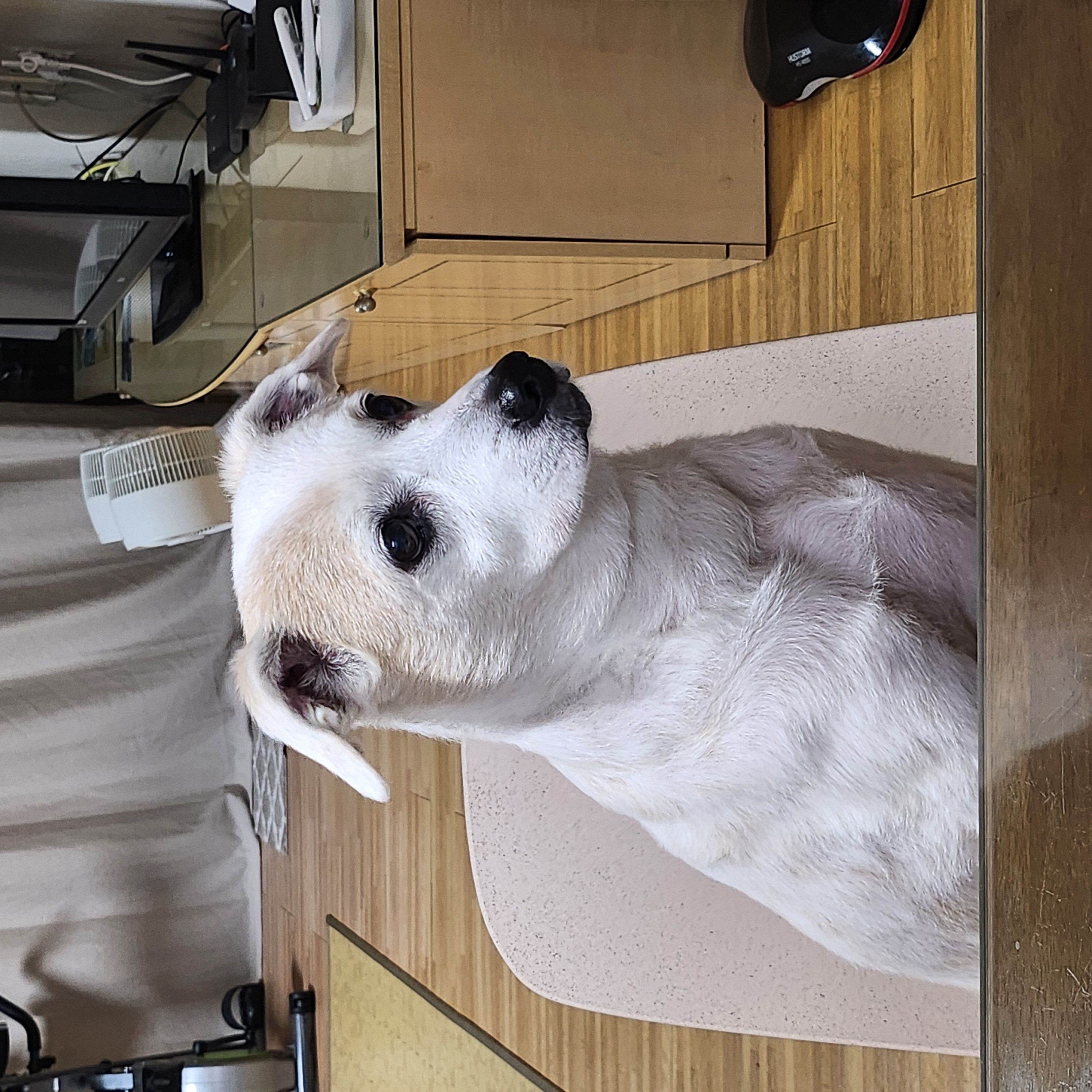 2012년도 입양 새롬이 근황