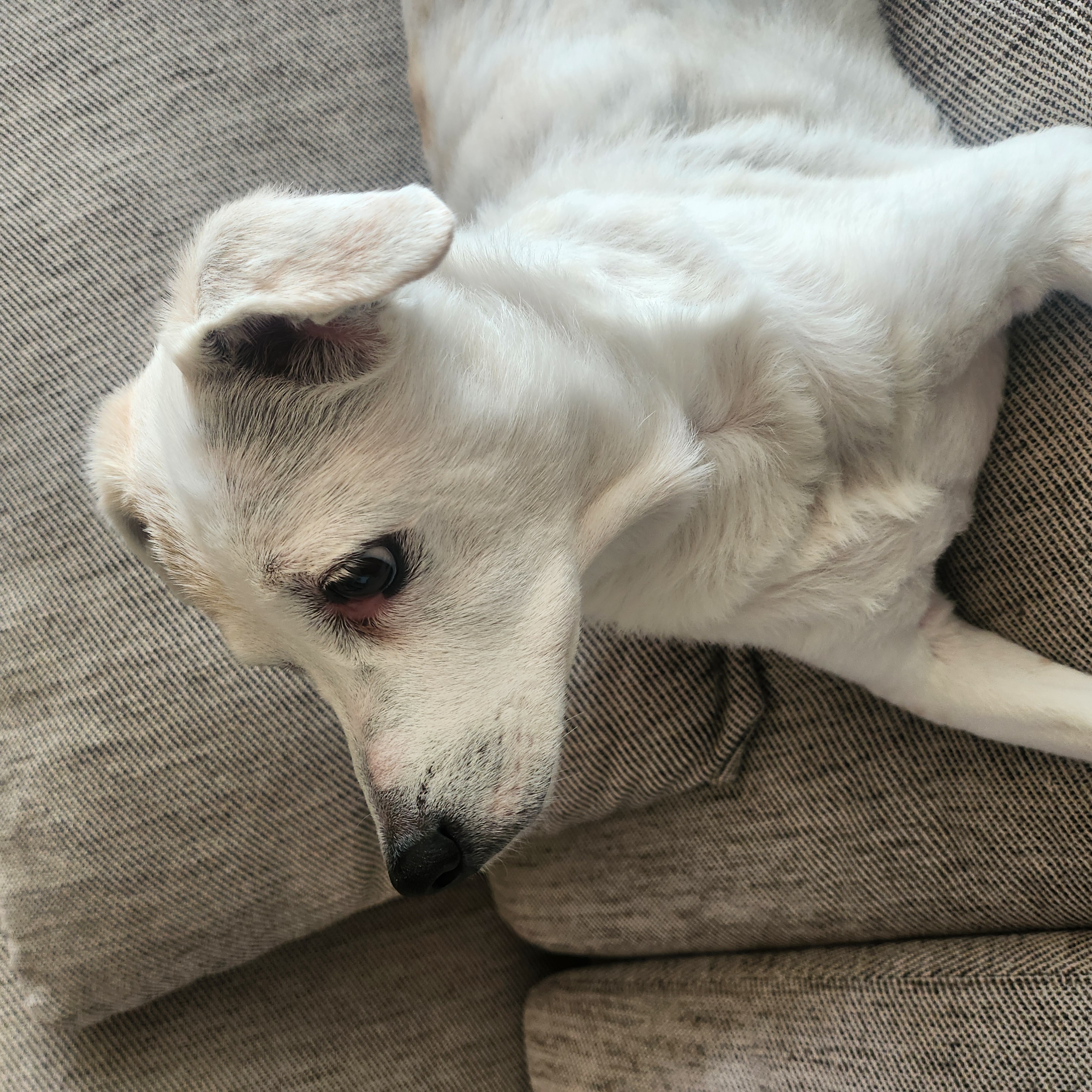 2012년도 입양 새롬이 근황