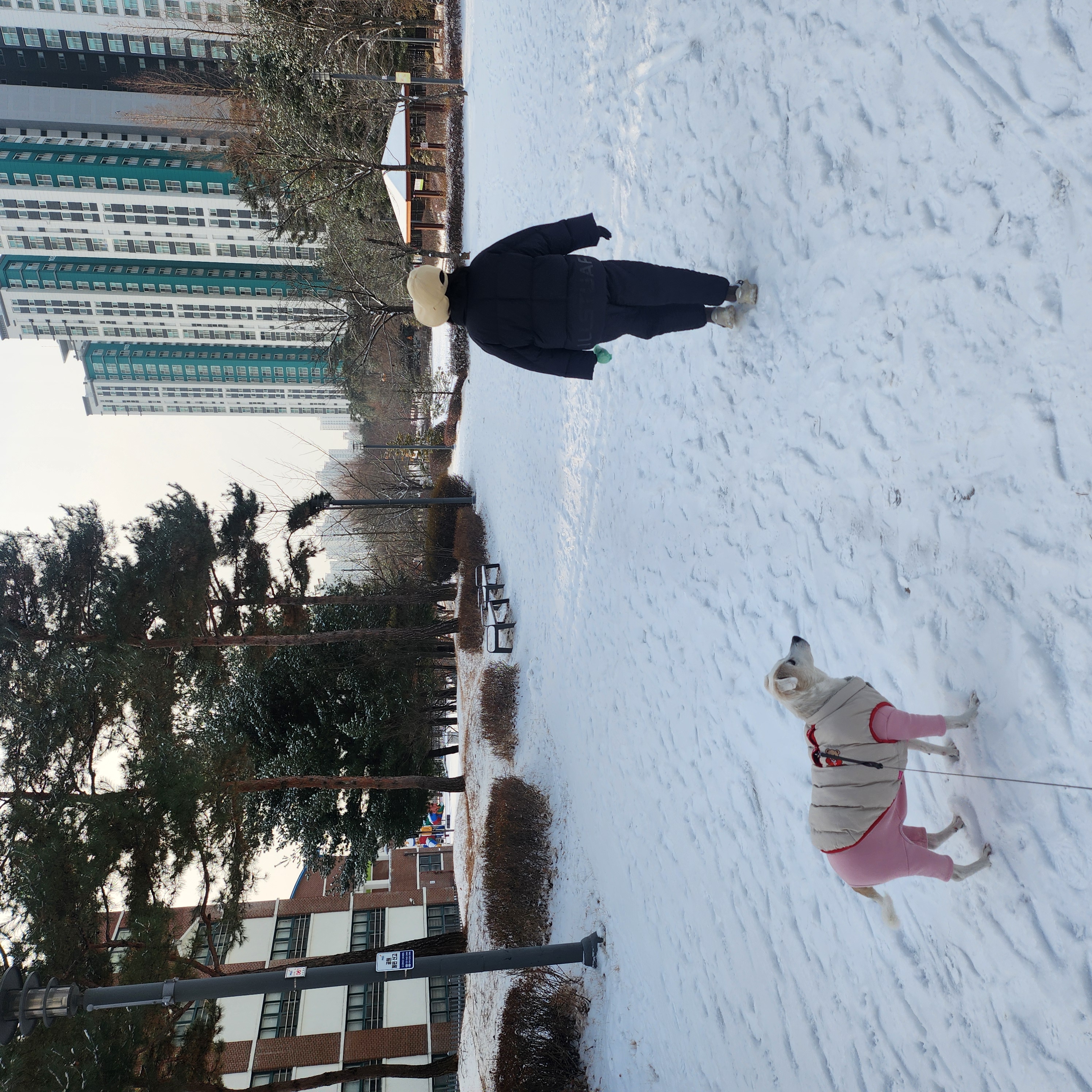 2012년도 입양 새롬이 근황