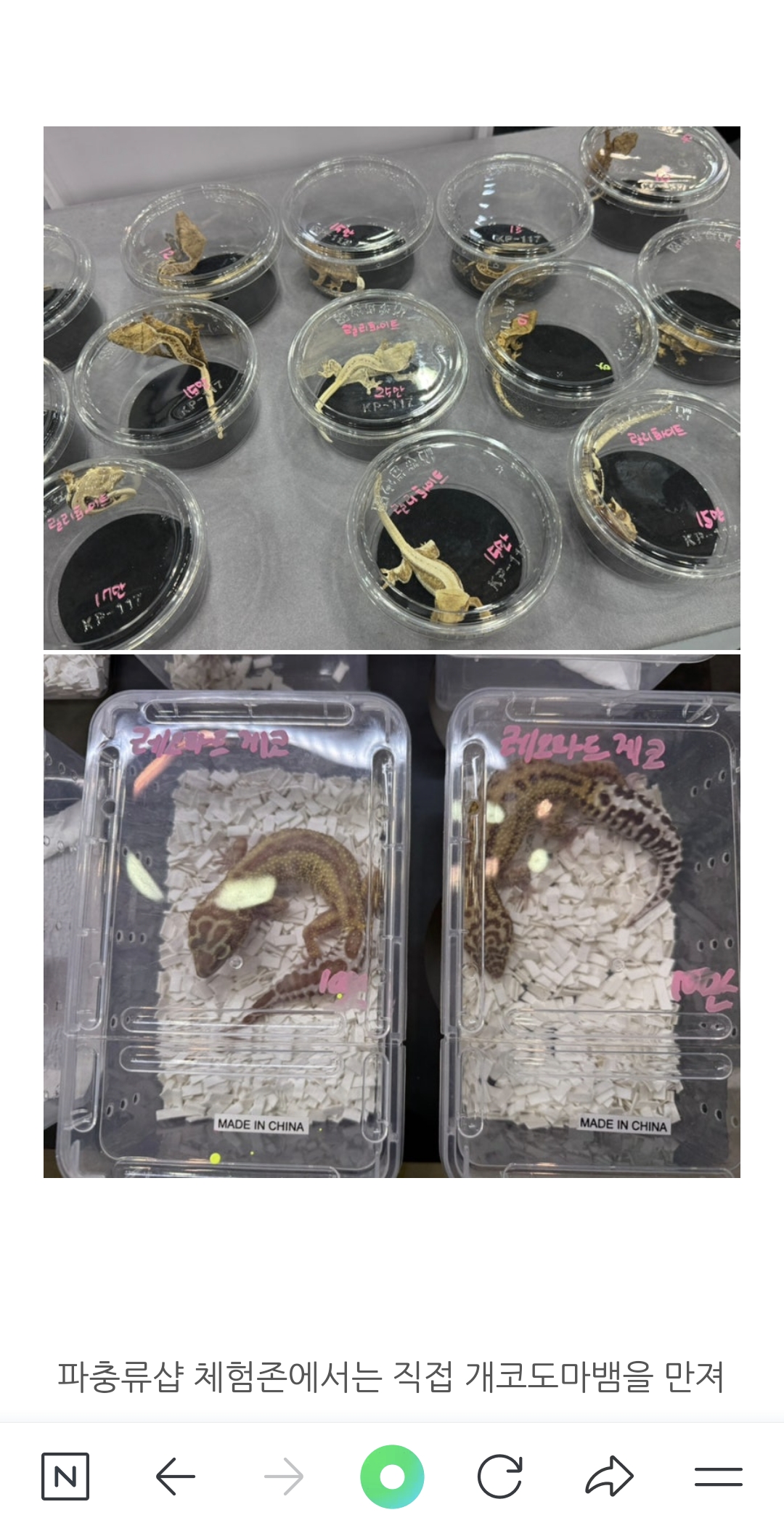 반려동물 박람회에서 동물 전시, 체험행사로 인한 학대