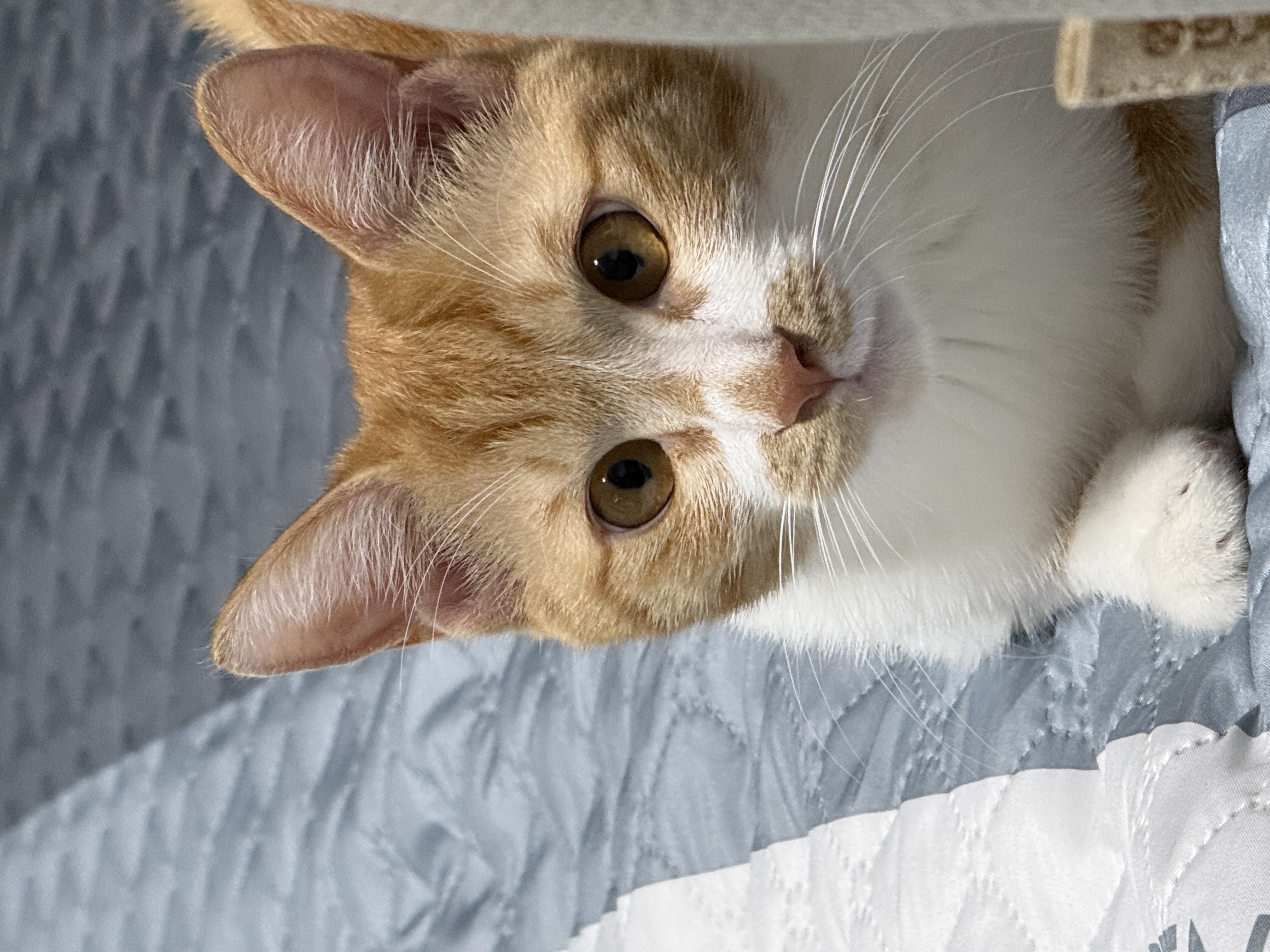 달콩이 잘 지내고 있습니다 😻