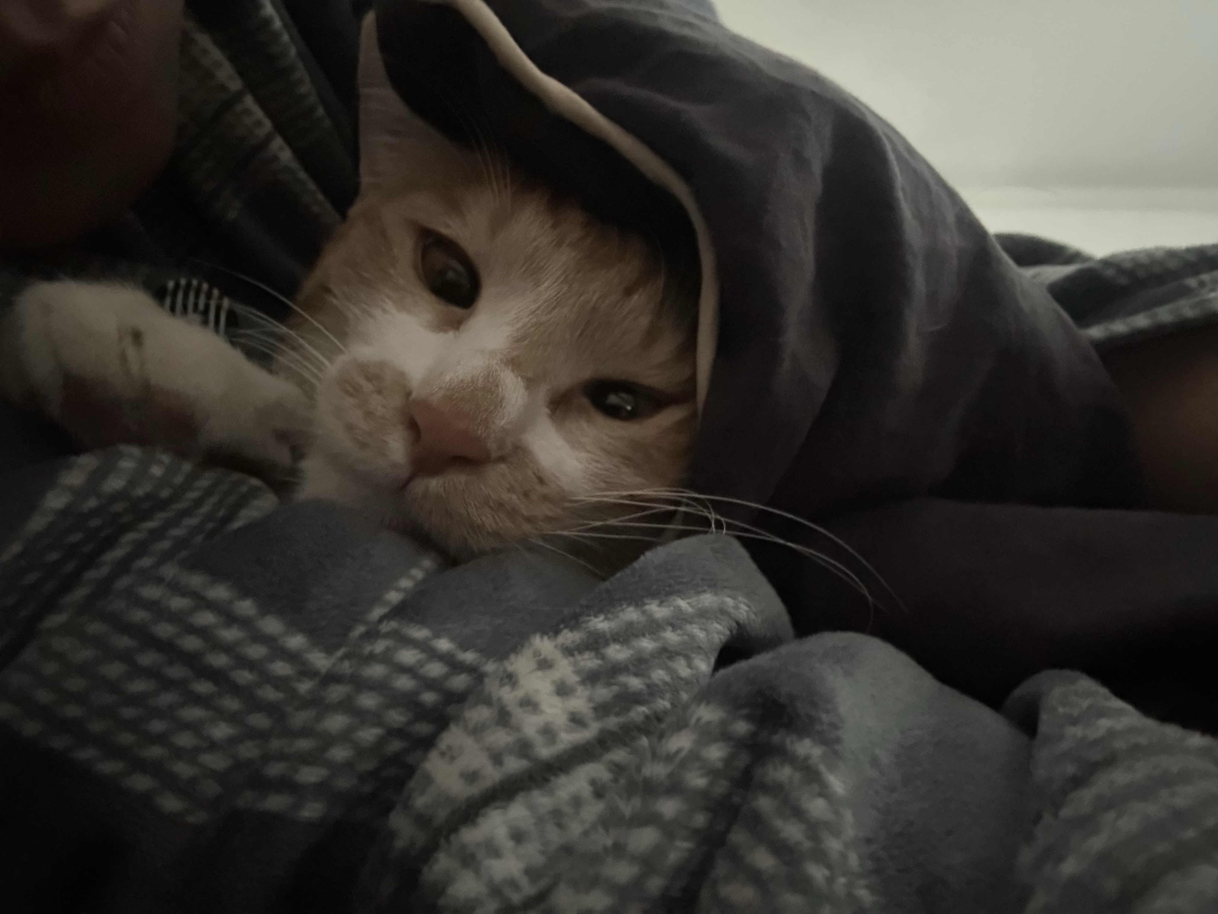 달콩이 잘 지내고 있습니다 😻