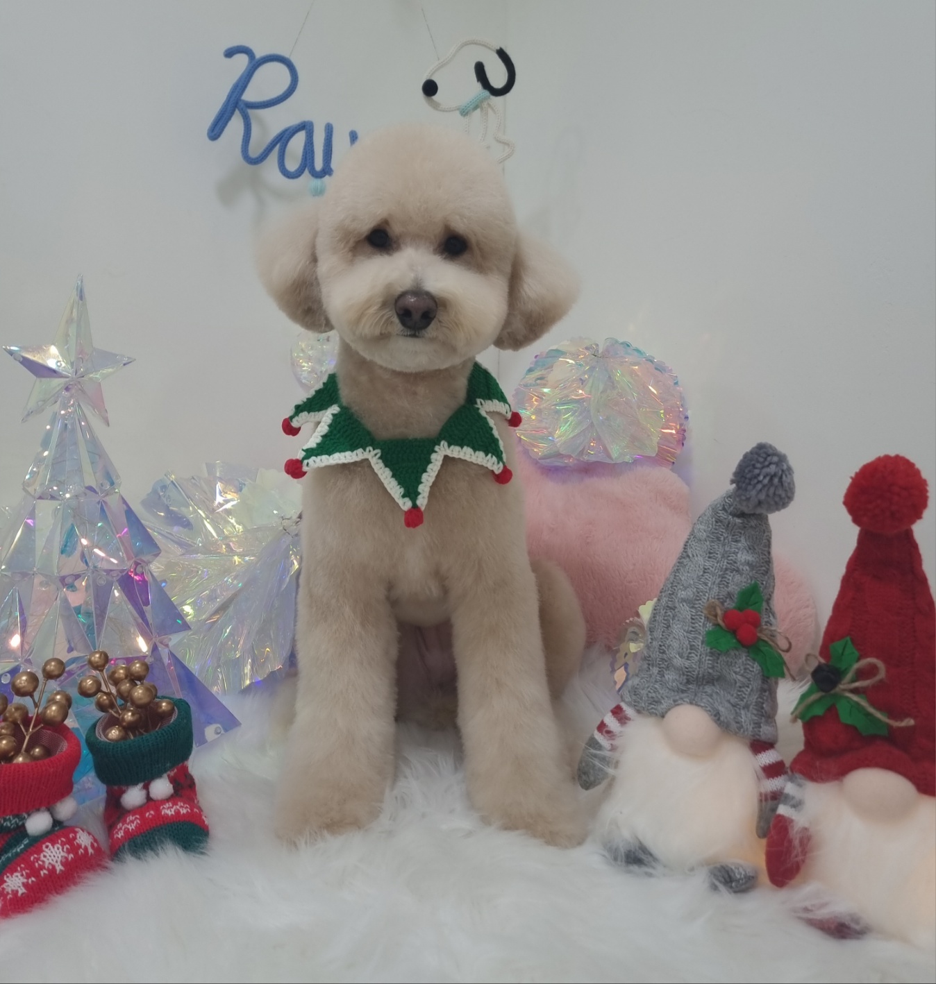 도담이(푸삼) 입양 4년차 후기