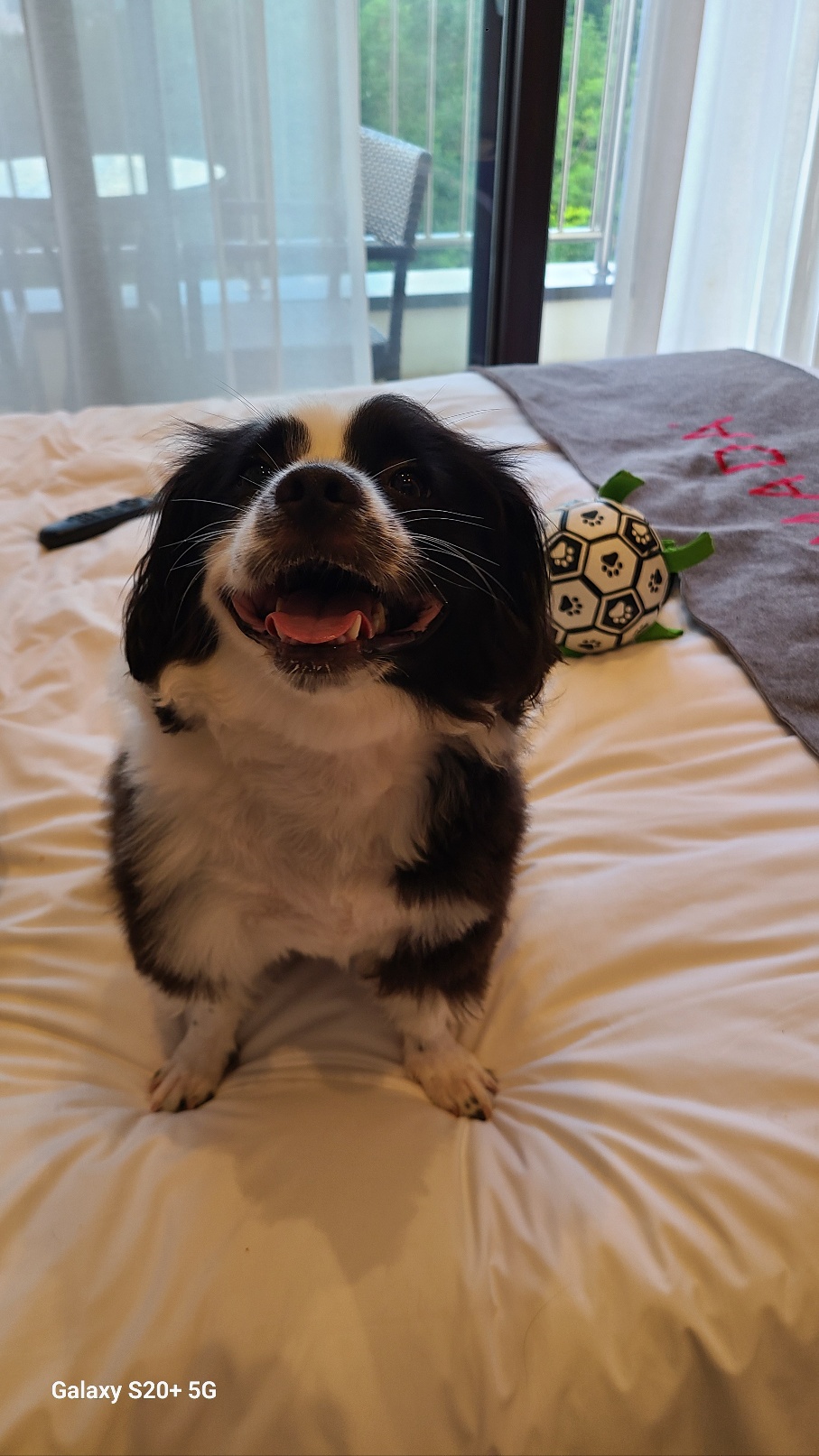 레오(포네) 입양 2년후 인사드려요. 