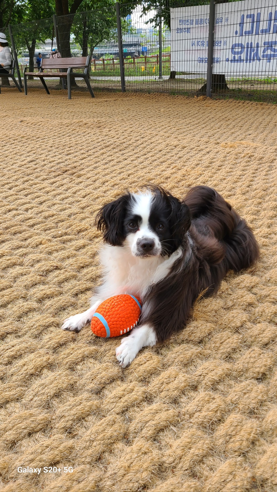 레오(포네) 입양 2년후 인사드려요. 