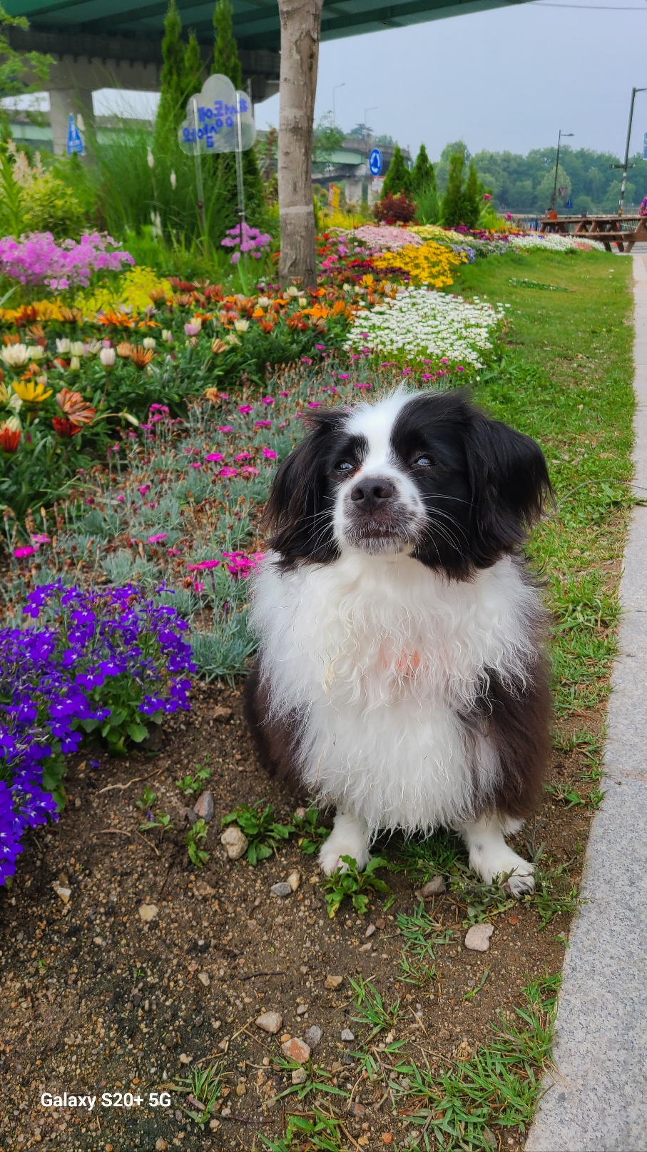 레오(포네) 입양 2년후 인사드려요. 