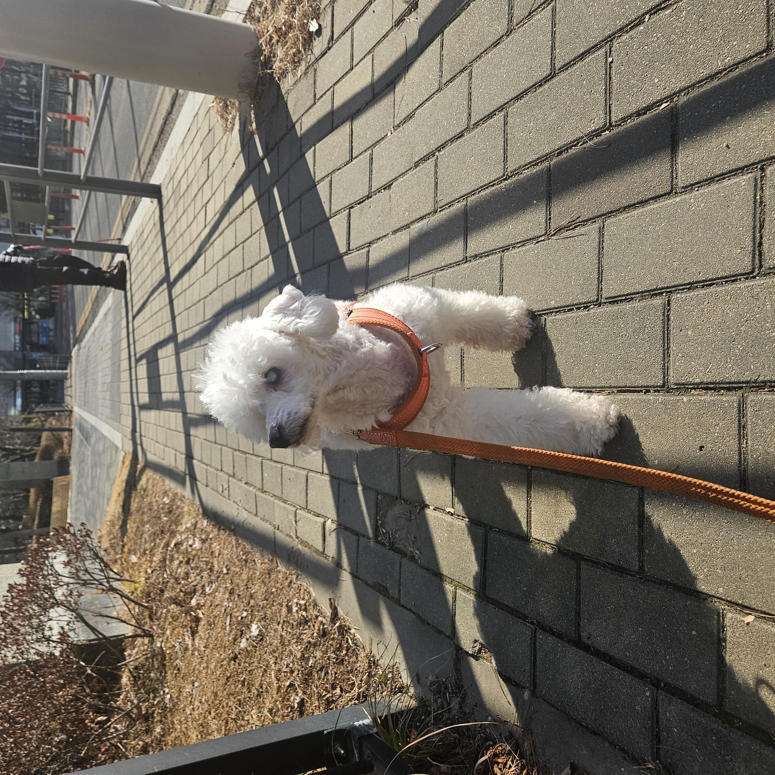 보령 빛돌이(송이)