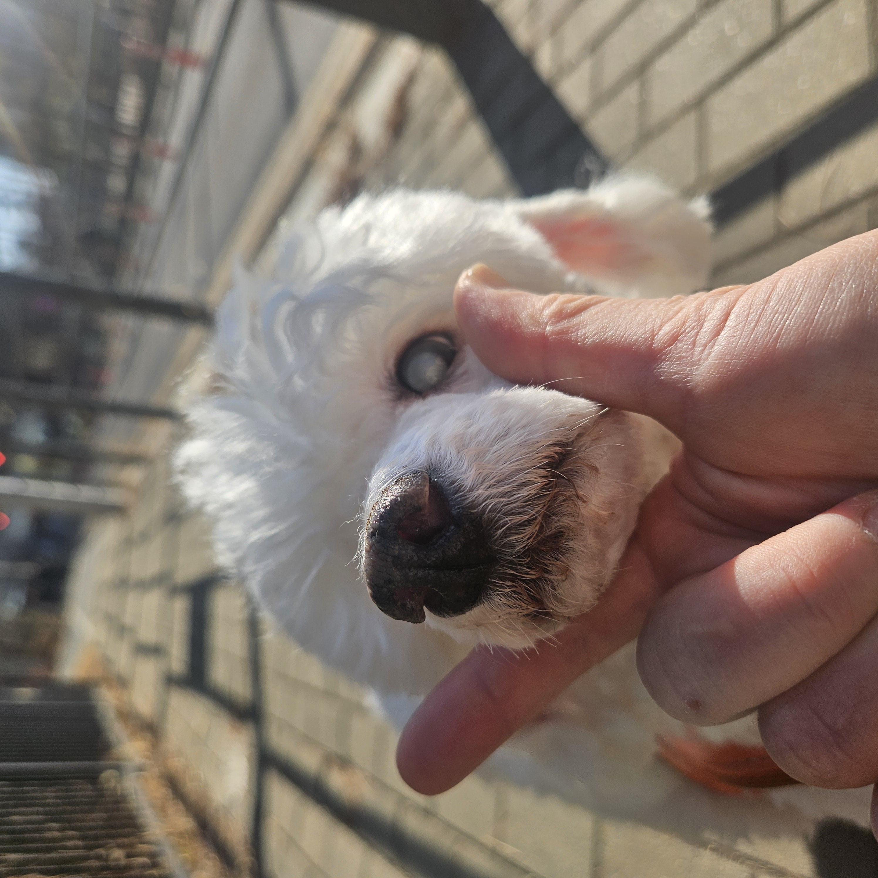 보령 빛돌이(송이)