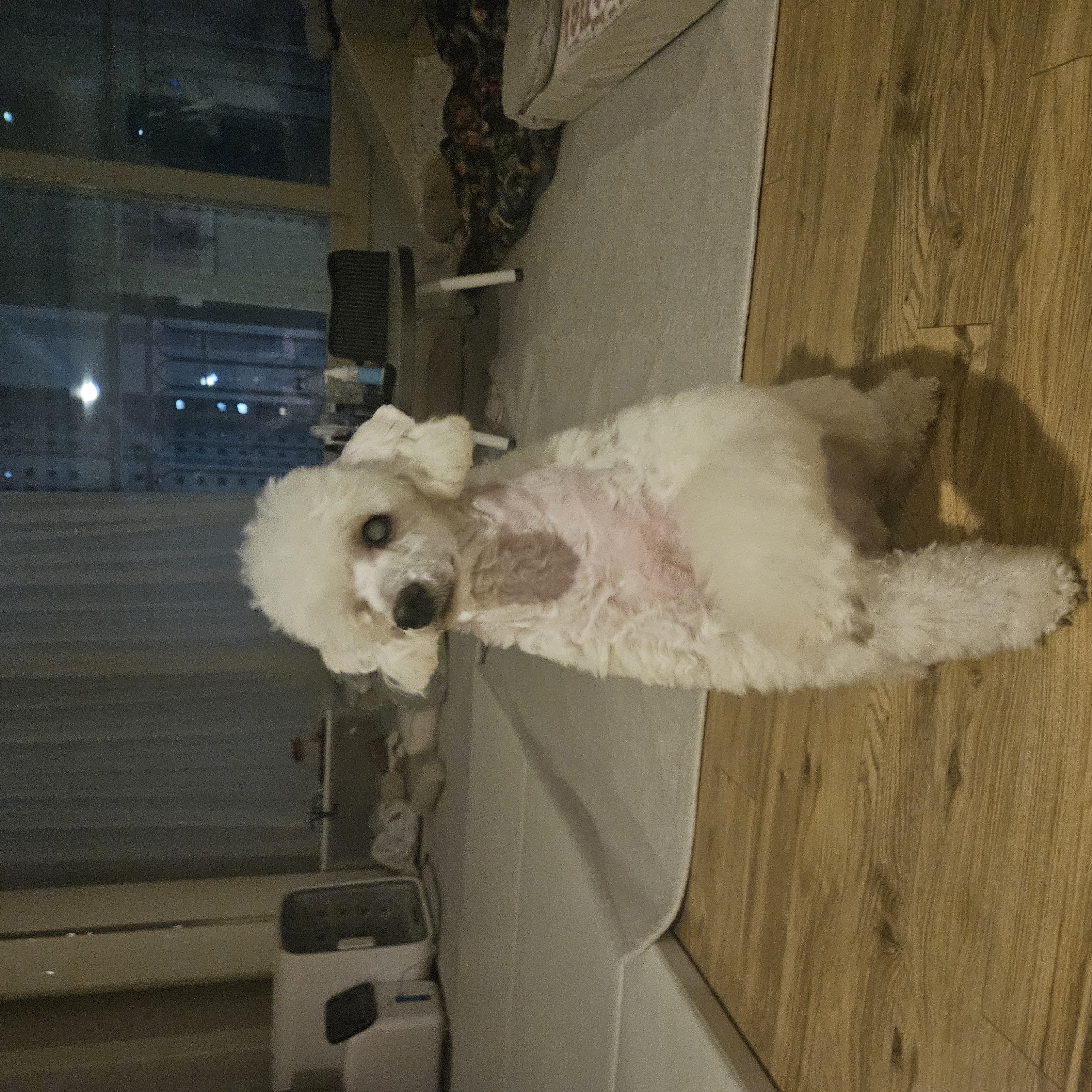 보령 빛돌이(송이)