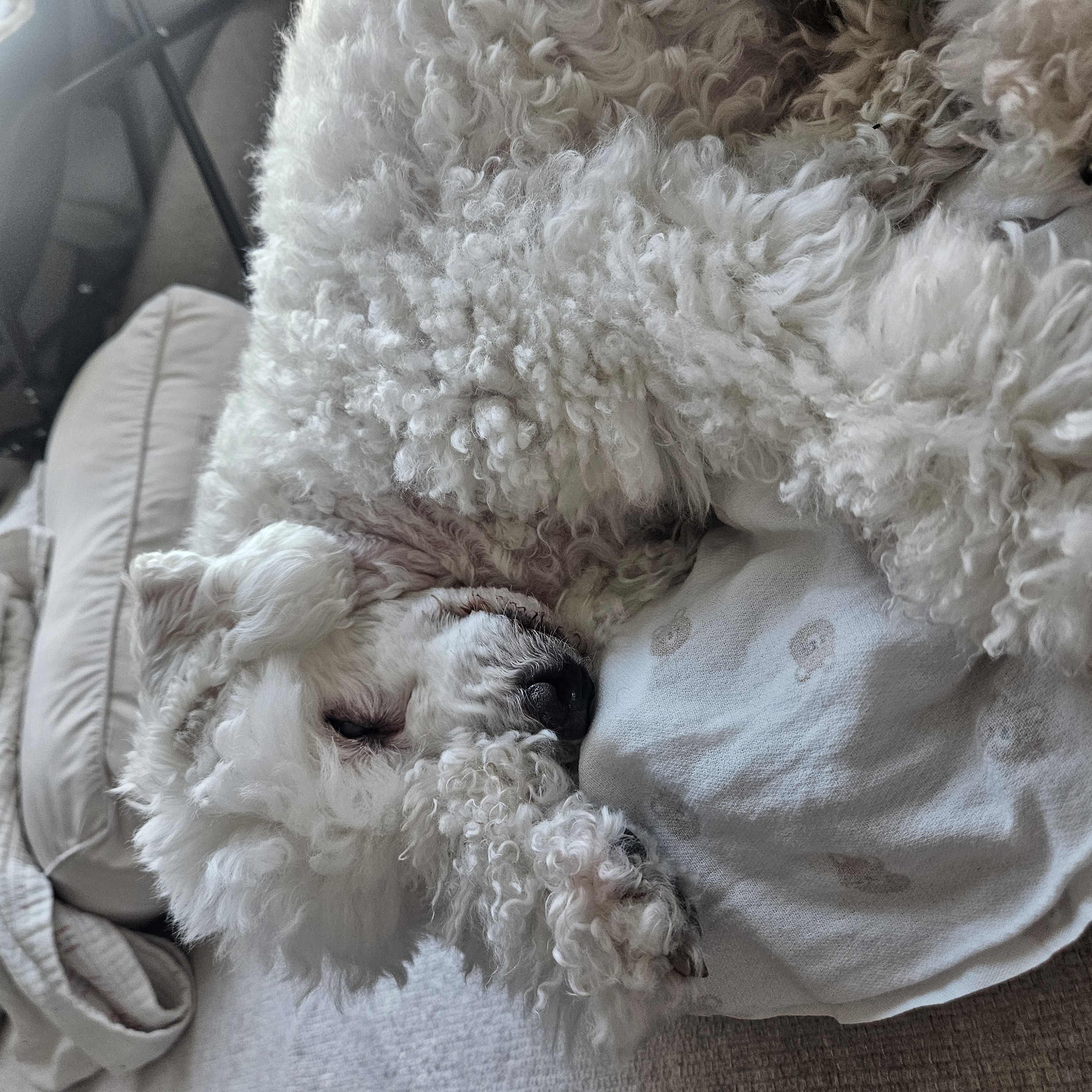 보령 빛돌이(송이)