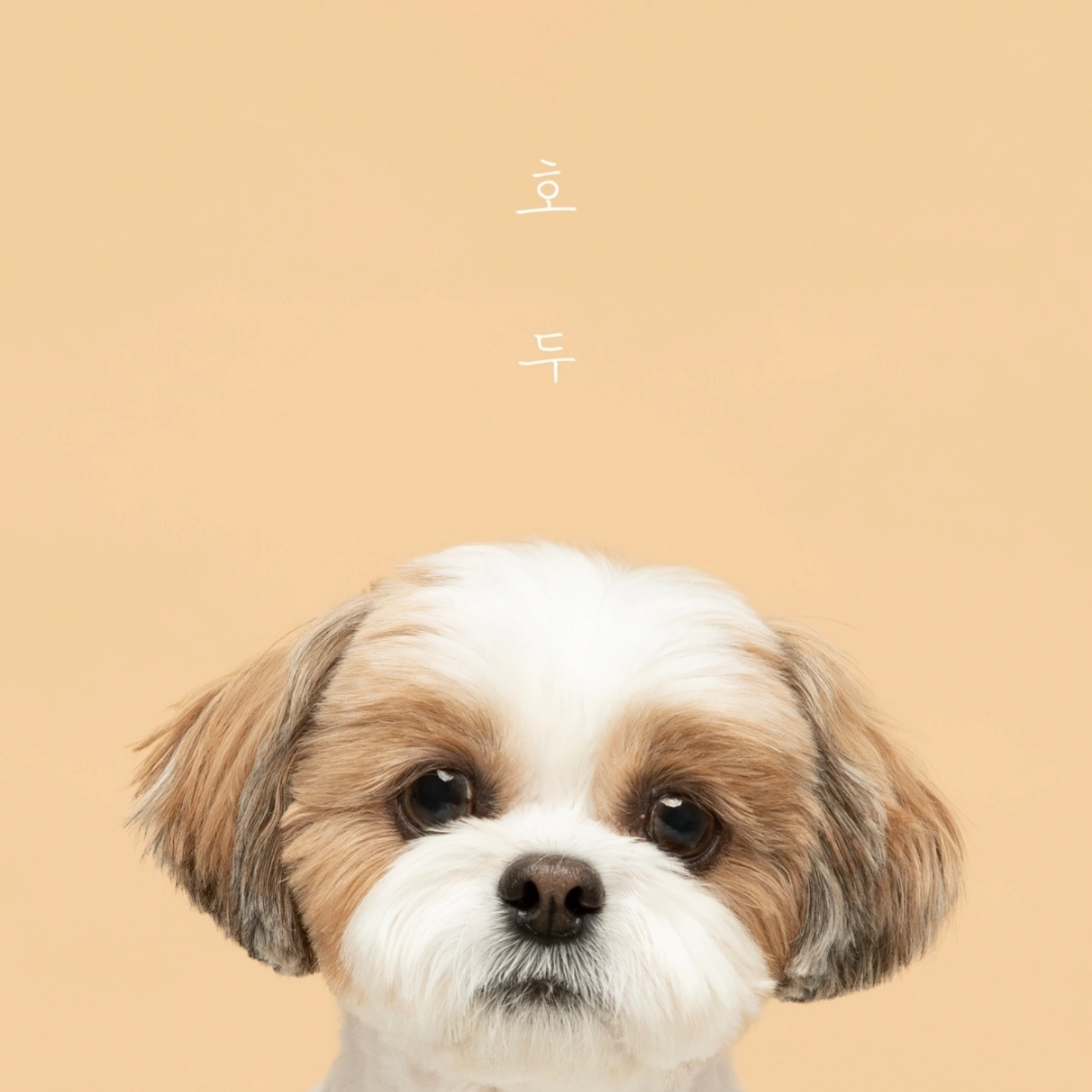 호두 (구 용용) 함께한지 1년이 지났어요