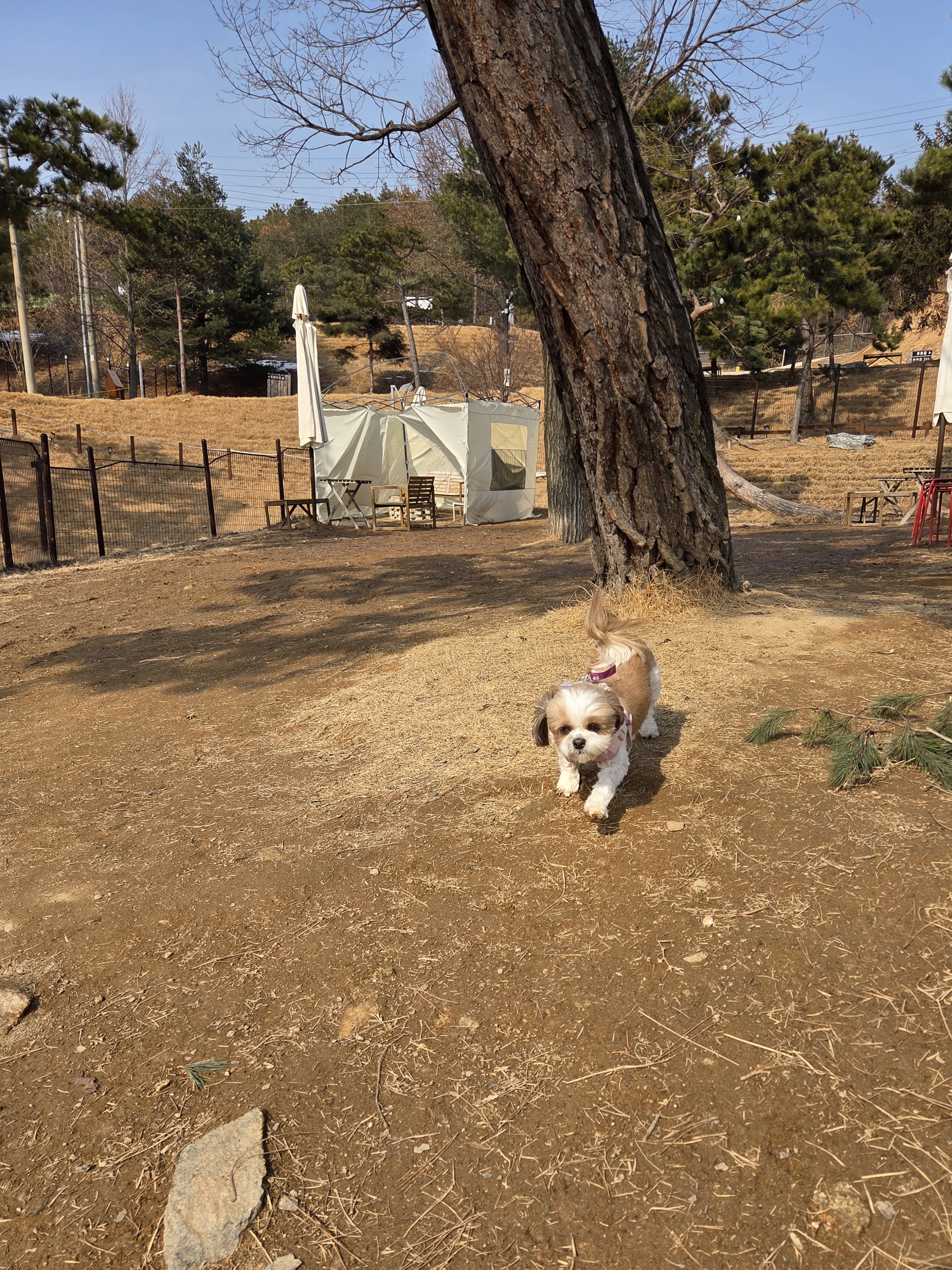 호두 (구 용용) 함께한지 1년이 지났어요