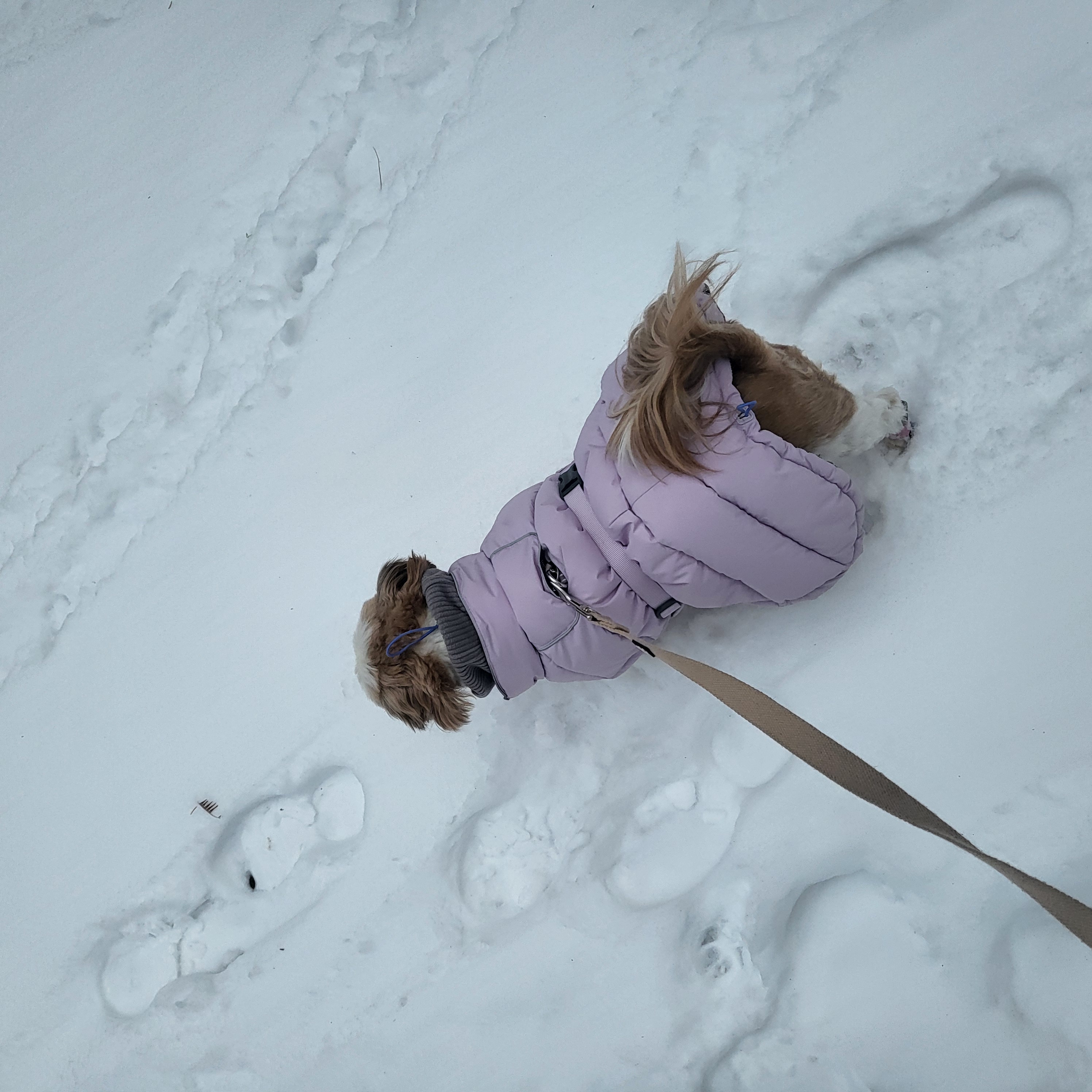 호두 (구 용용) 함께한지 1년이 지났어요