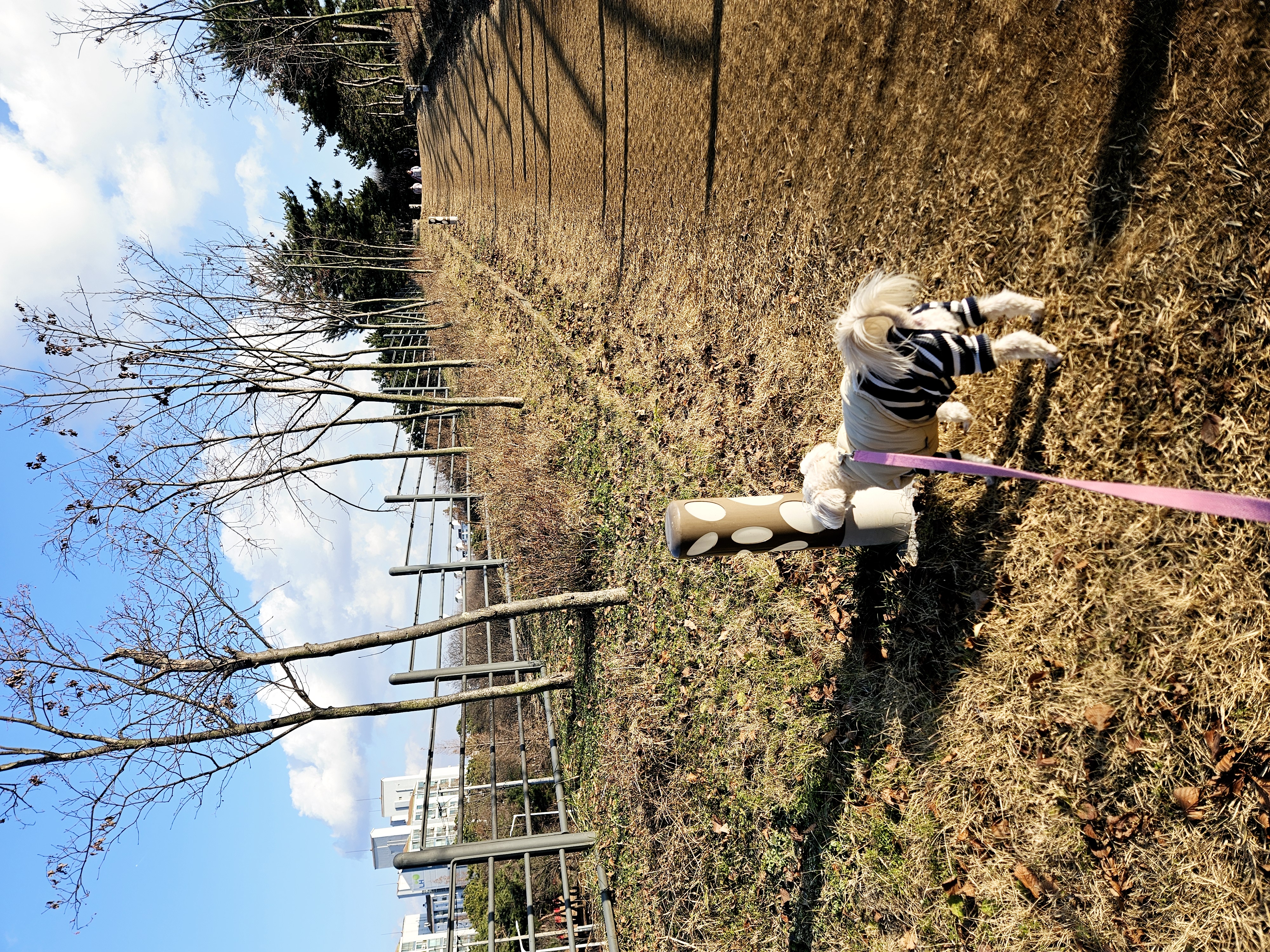 봉봉이와 가족된지 4년이 되었네요^^