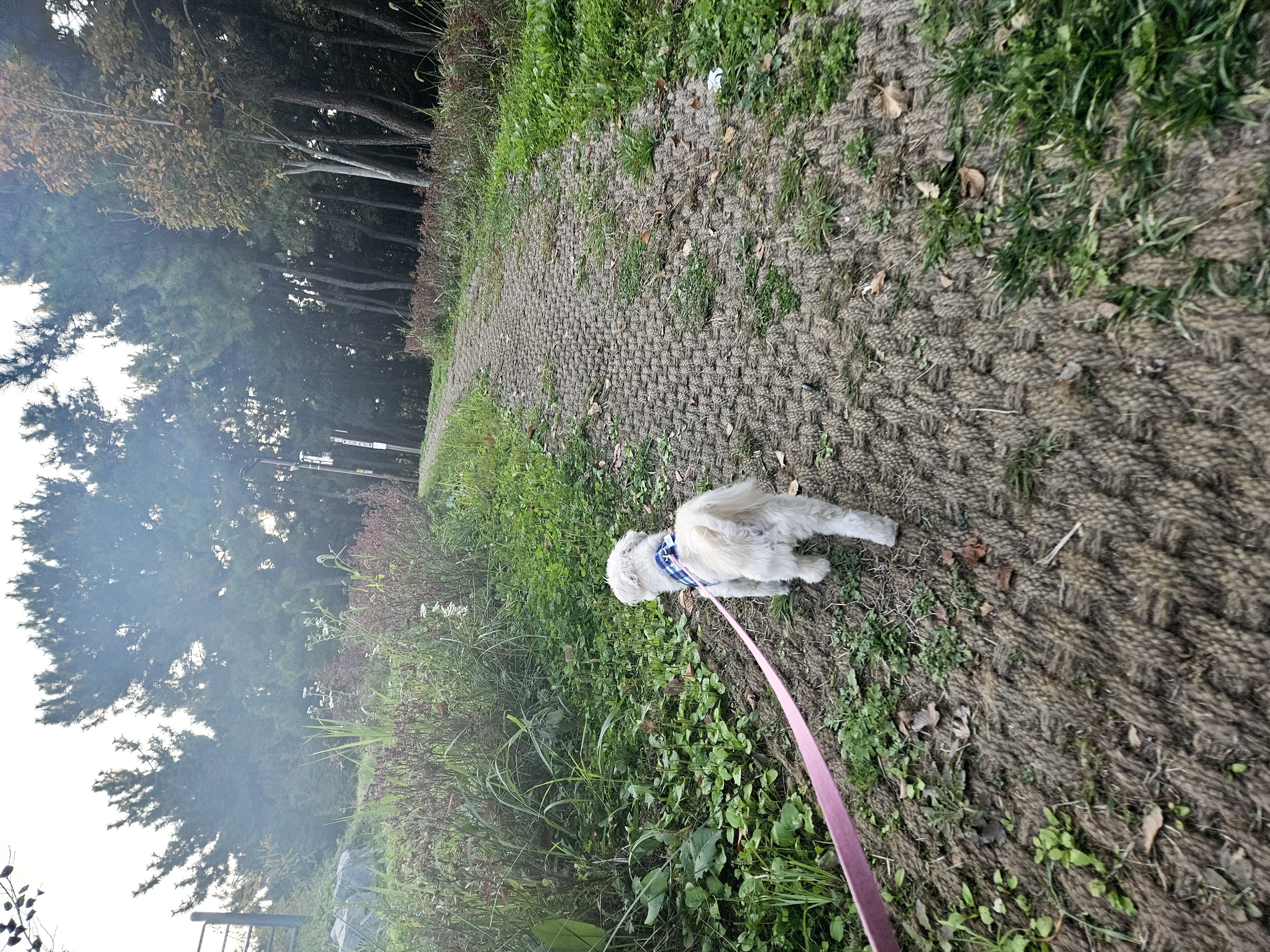 봉봉이와 가족된지 4년이 되었네요^^