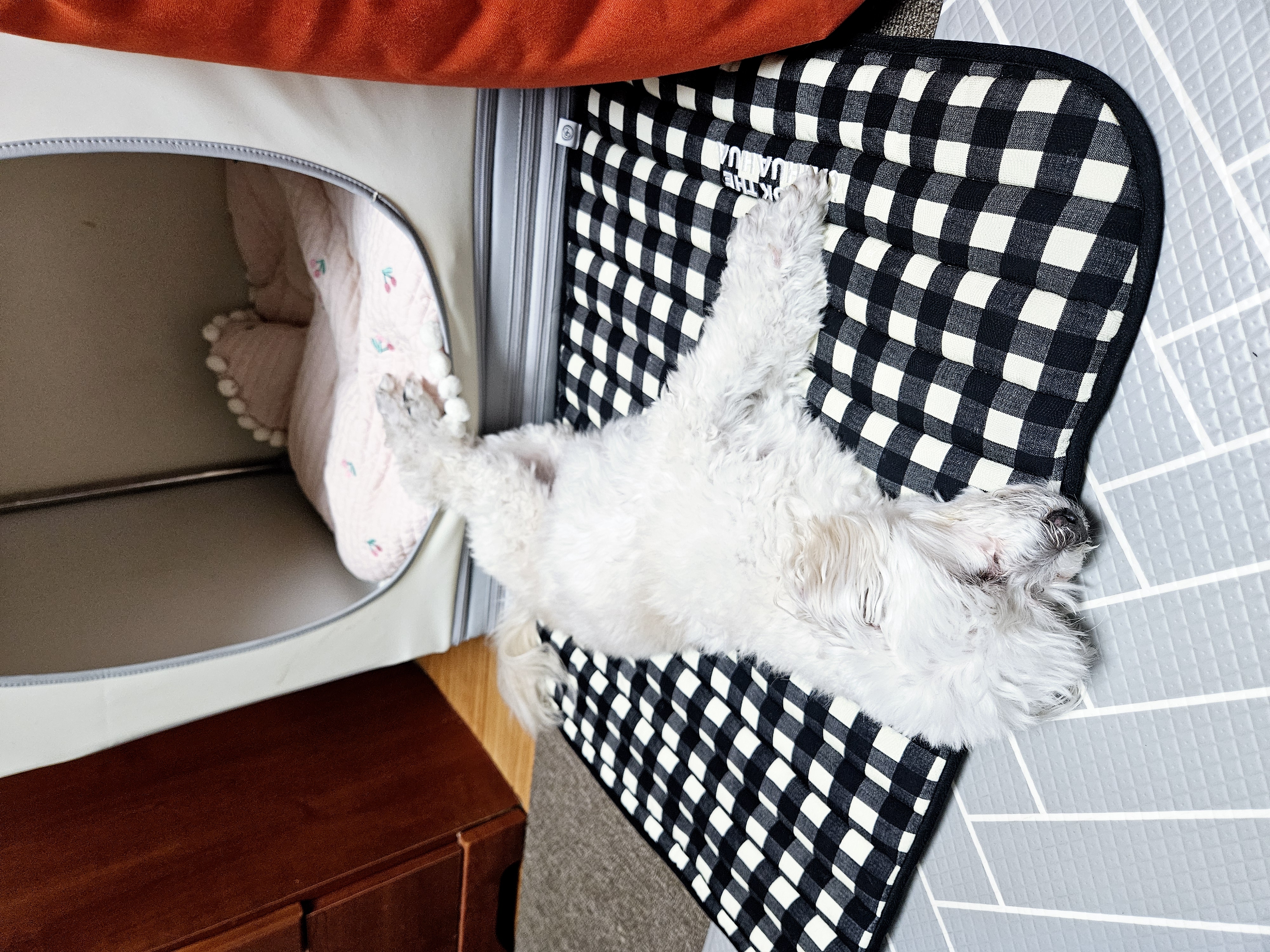 봉봉이와 가족된지 4년이 되었네요^^