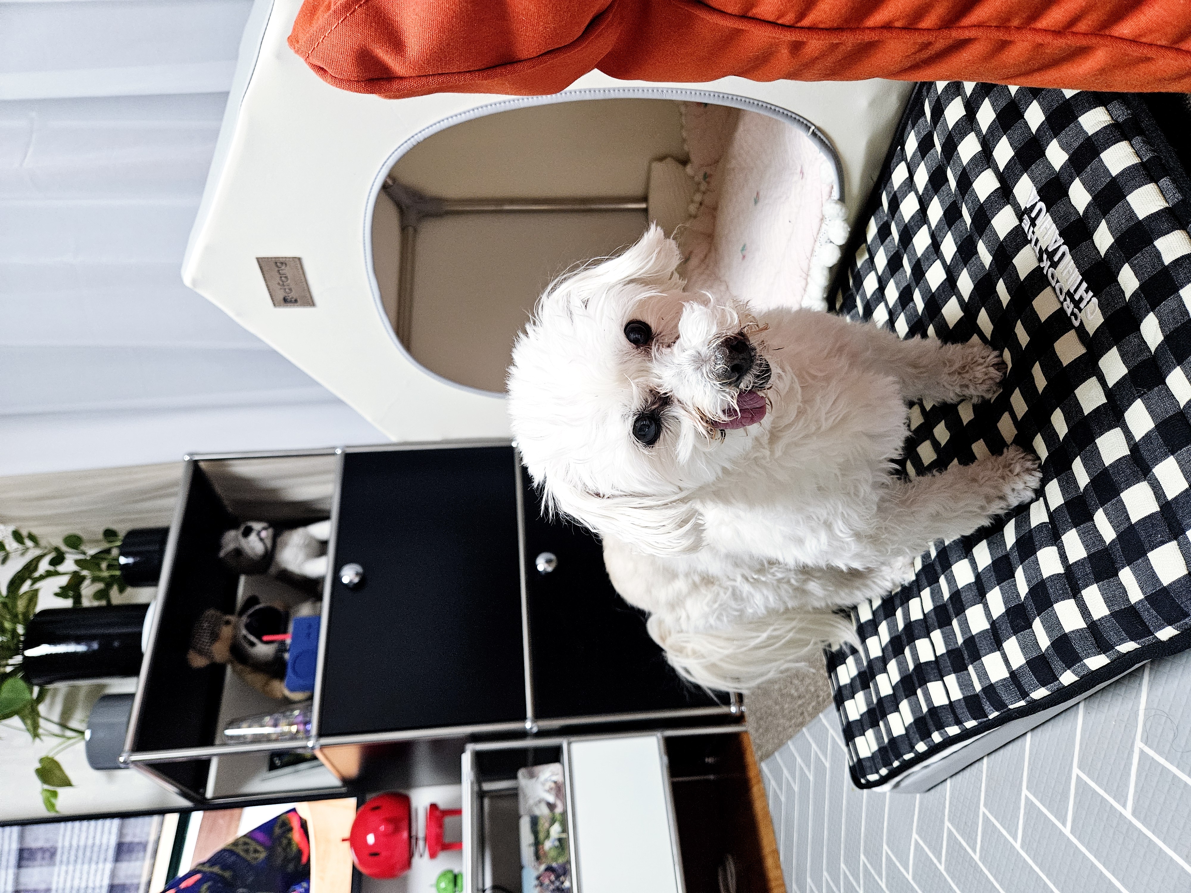 봉봉이와 가족된지 4년이 되었네요^^