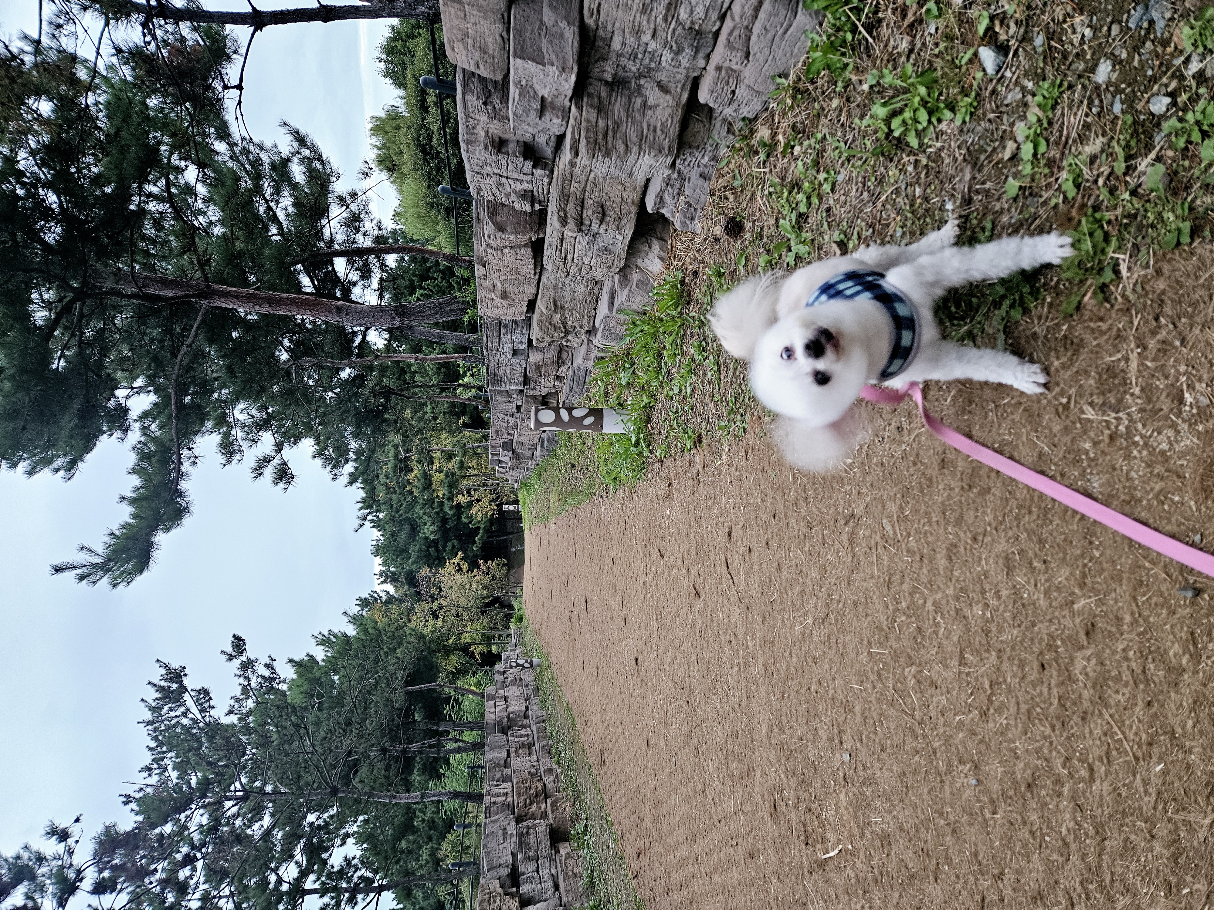 봉봉이와 가족된지 4년이 되었네요^^