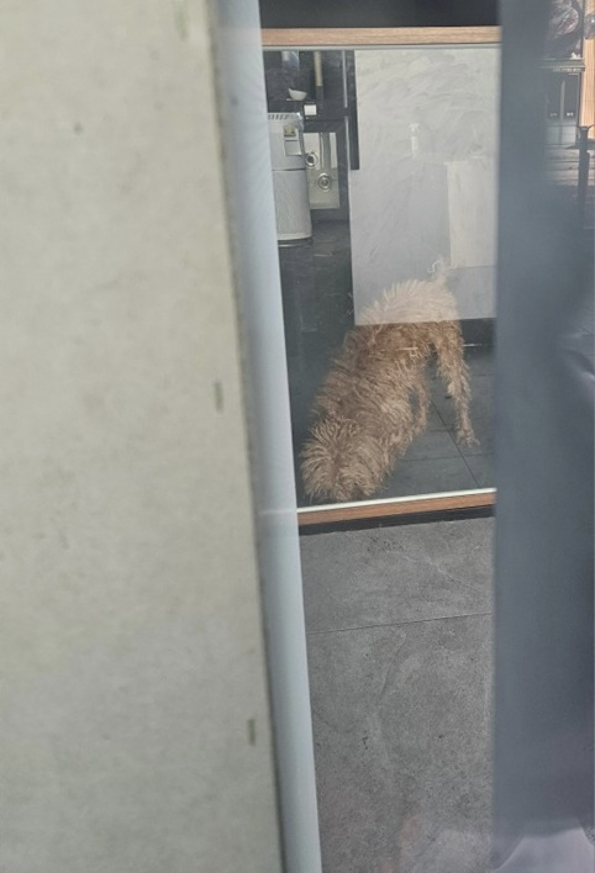 신종 파양펫샵에 방치되는것같아요