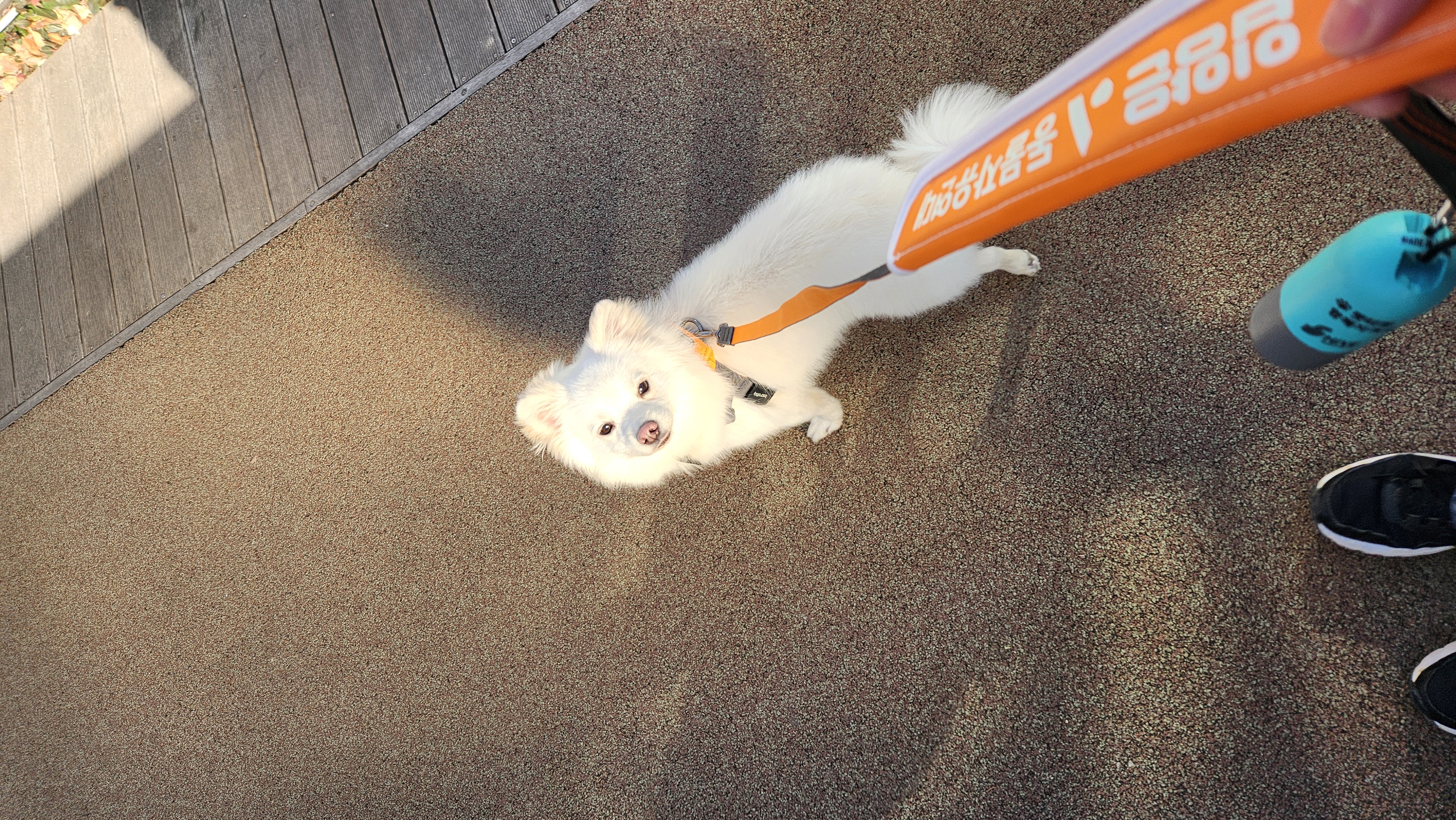 유비 임시보호 1주일차