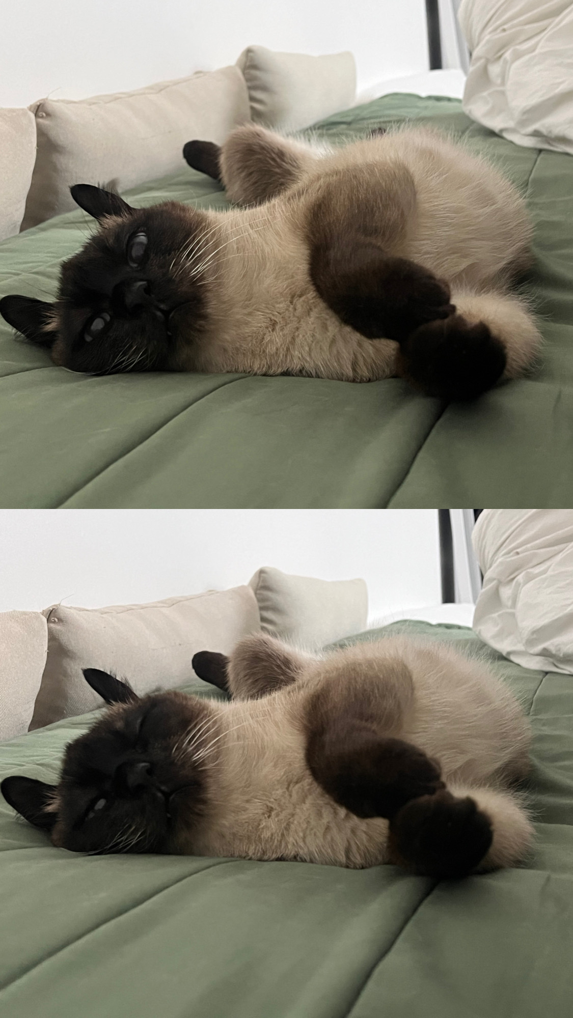 뿌숑(구 샤미)의 입양 후기