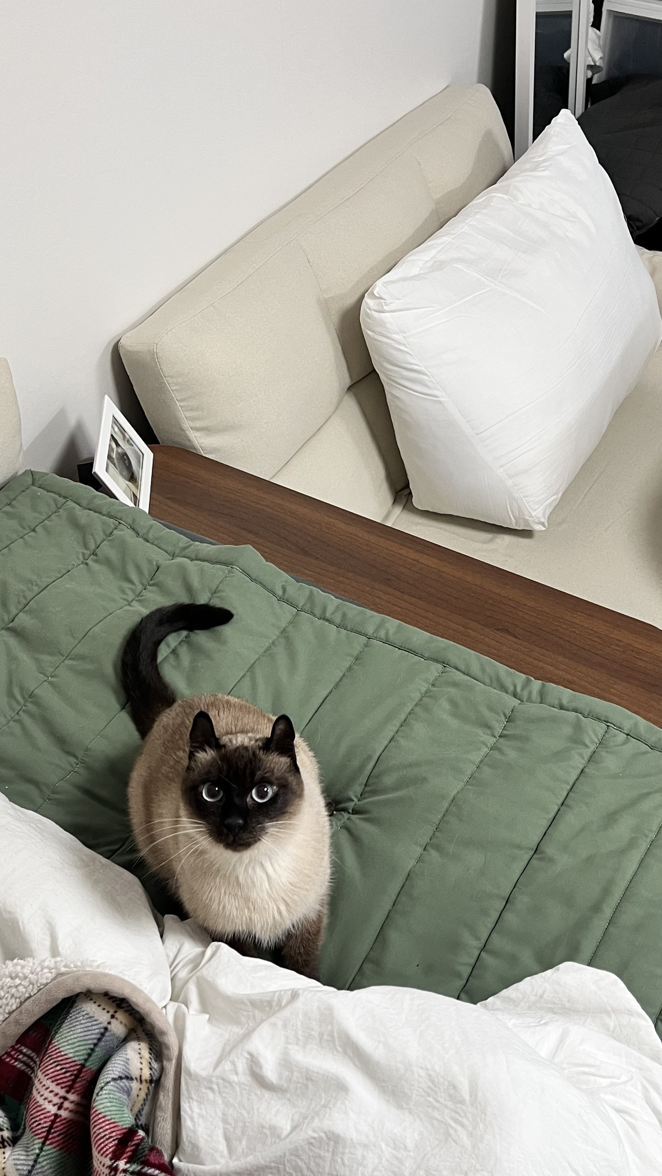 뿌숑(구 샤미)의 입양 후기