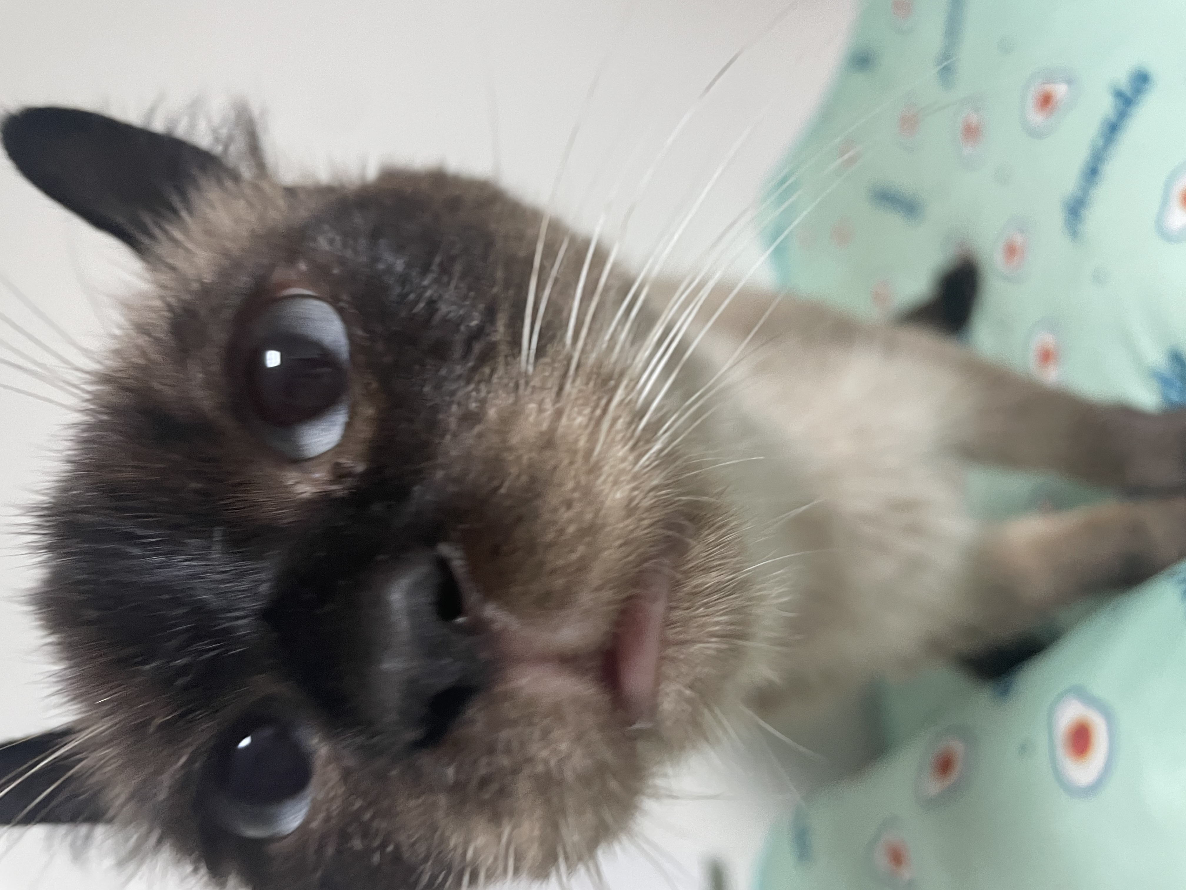 뿌숑(구 샤미)의 입양 후기