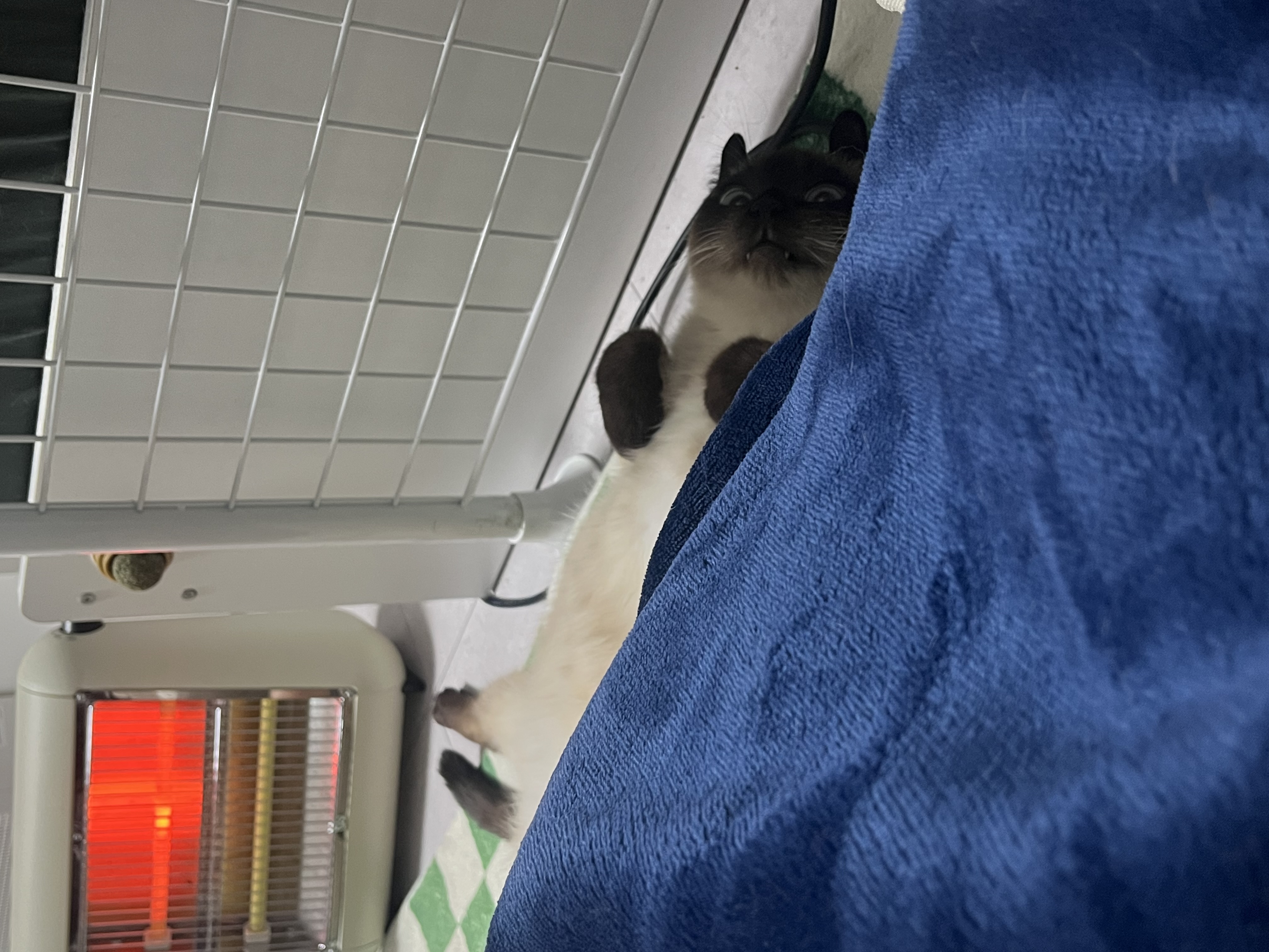 뿌숑(구 샤미)의 입양 후기