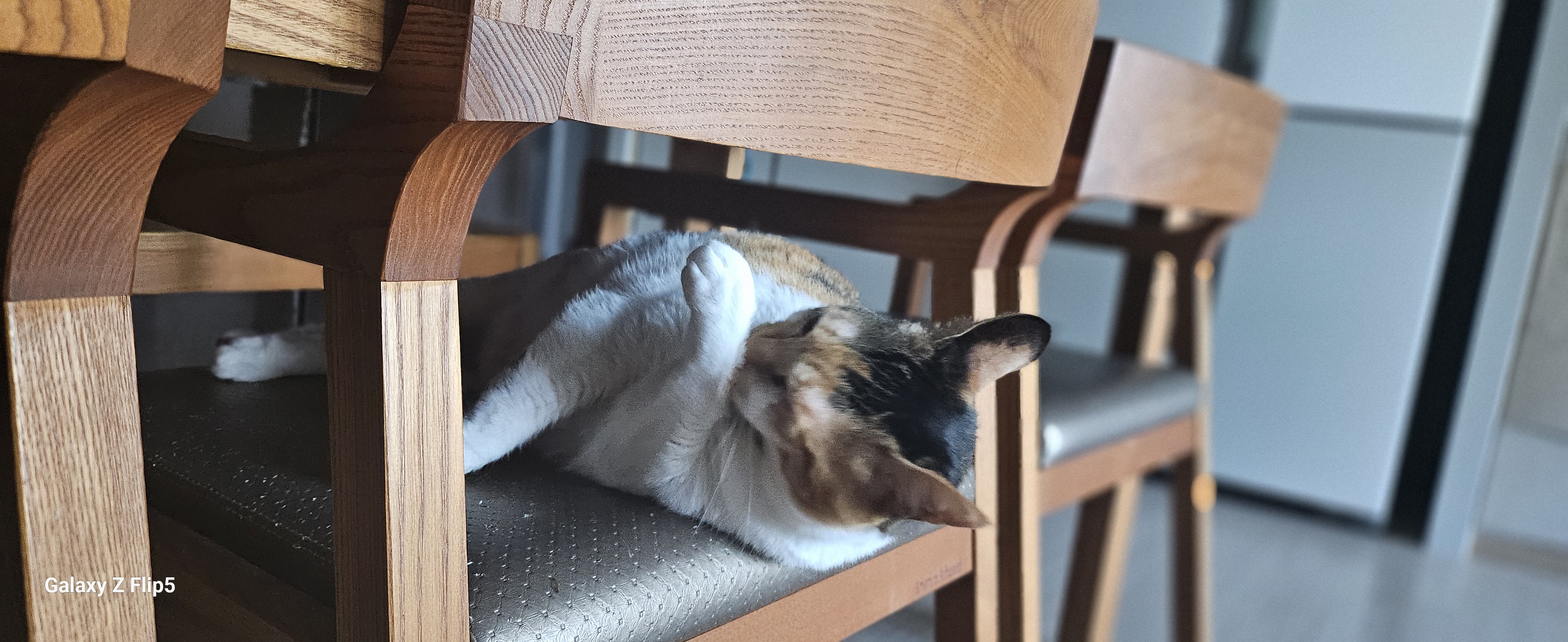 뽀얌이  5년 이야기