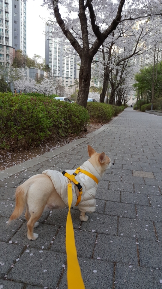 슬픈 소식을 전하게 되었습니다..