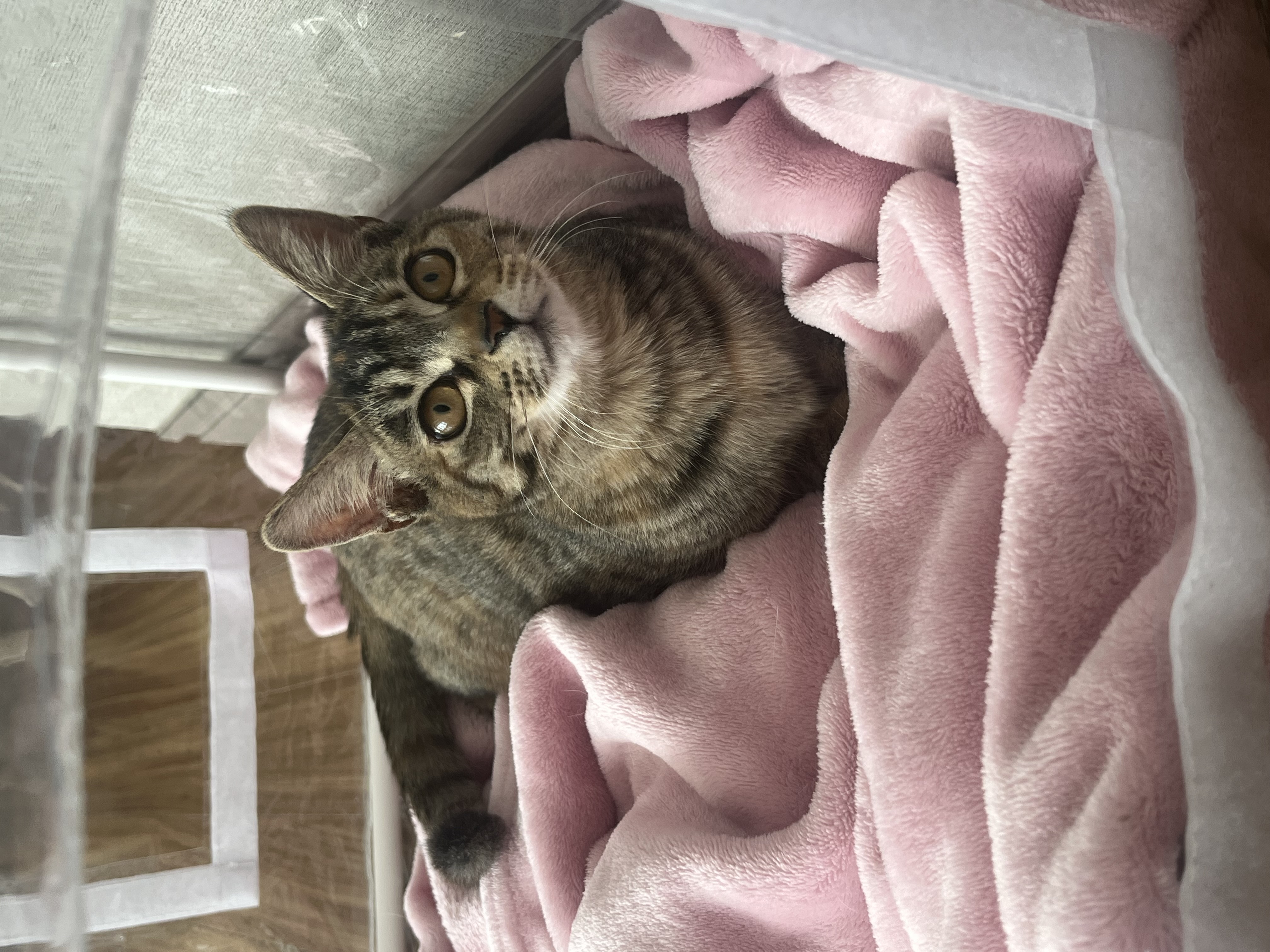 윤조(고란이)와 한 달