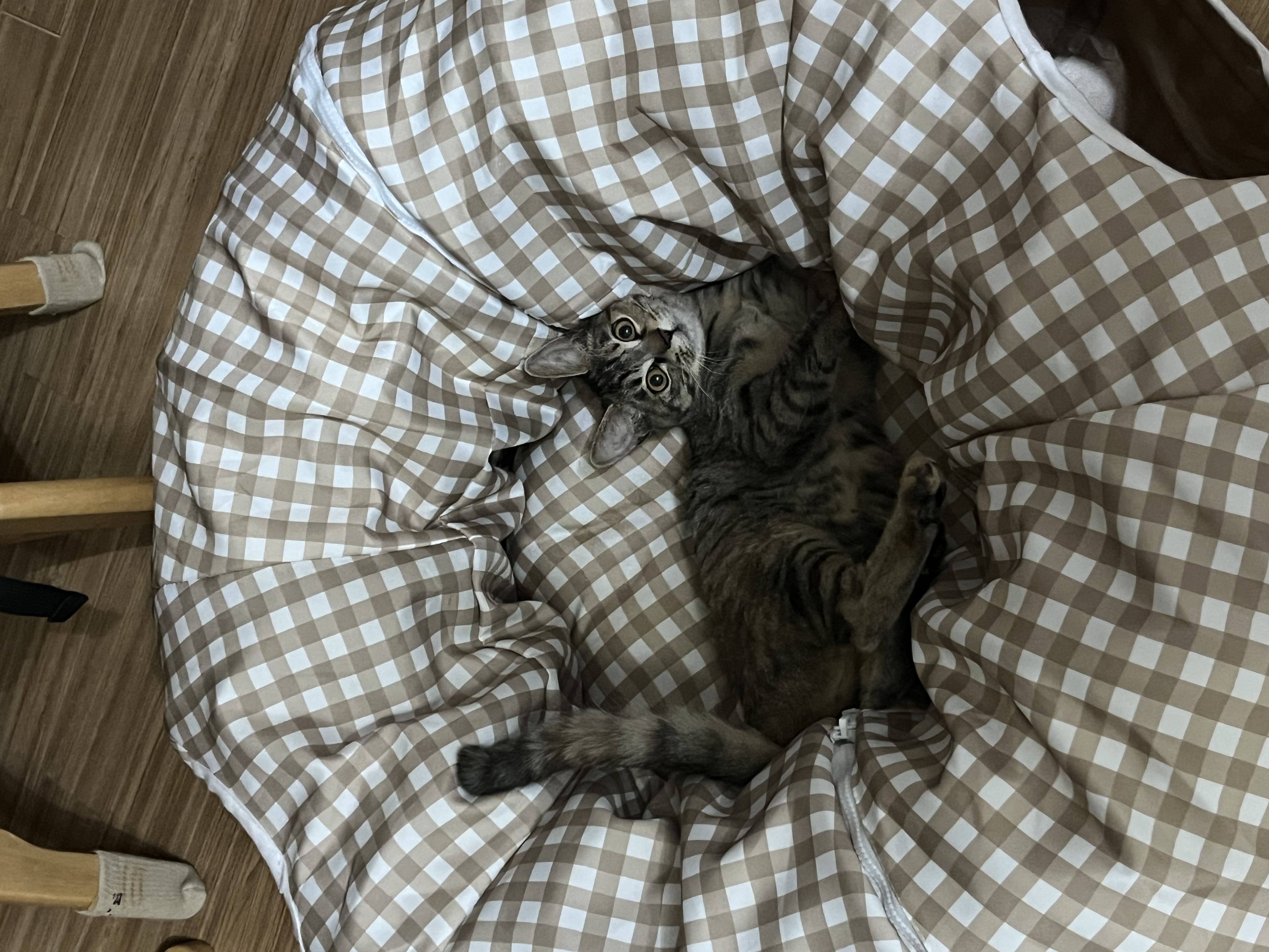 윤조(고란이)와 한 달