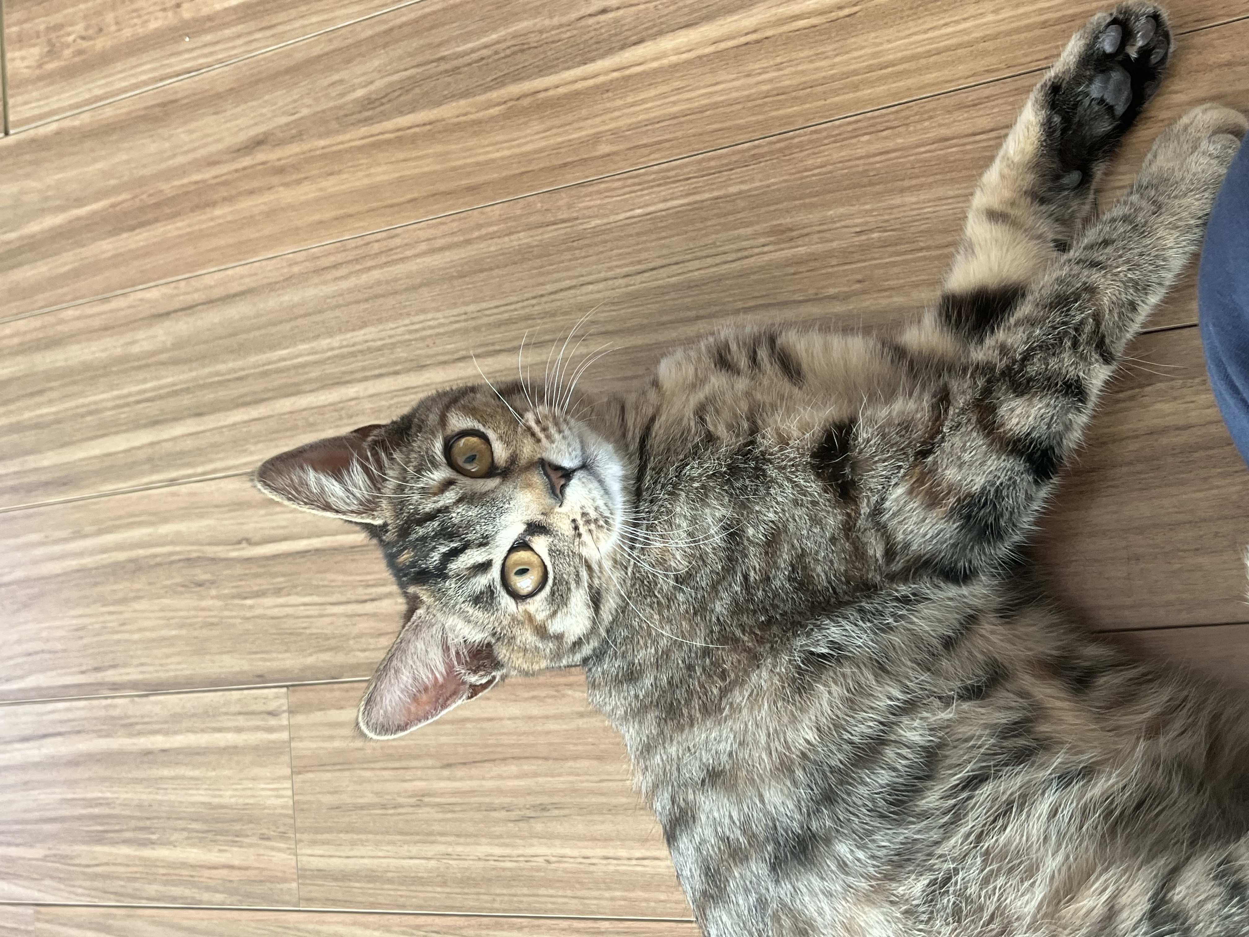 윤조(고란이)와 한 달