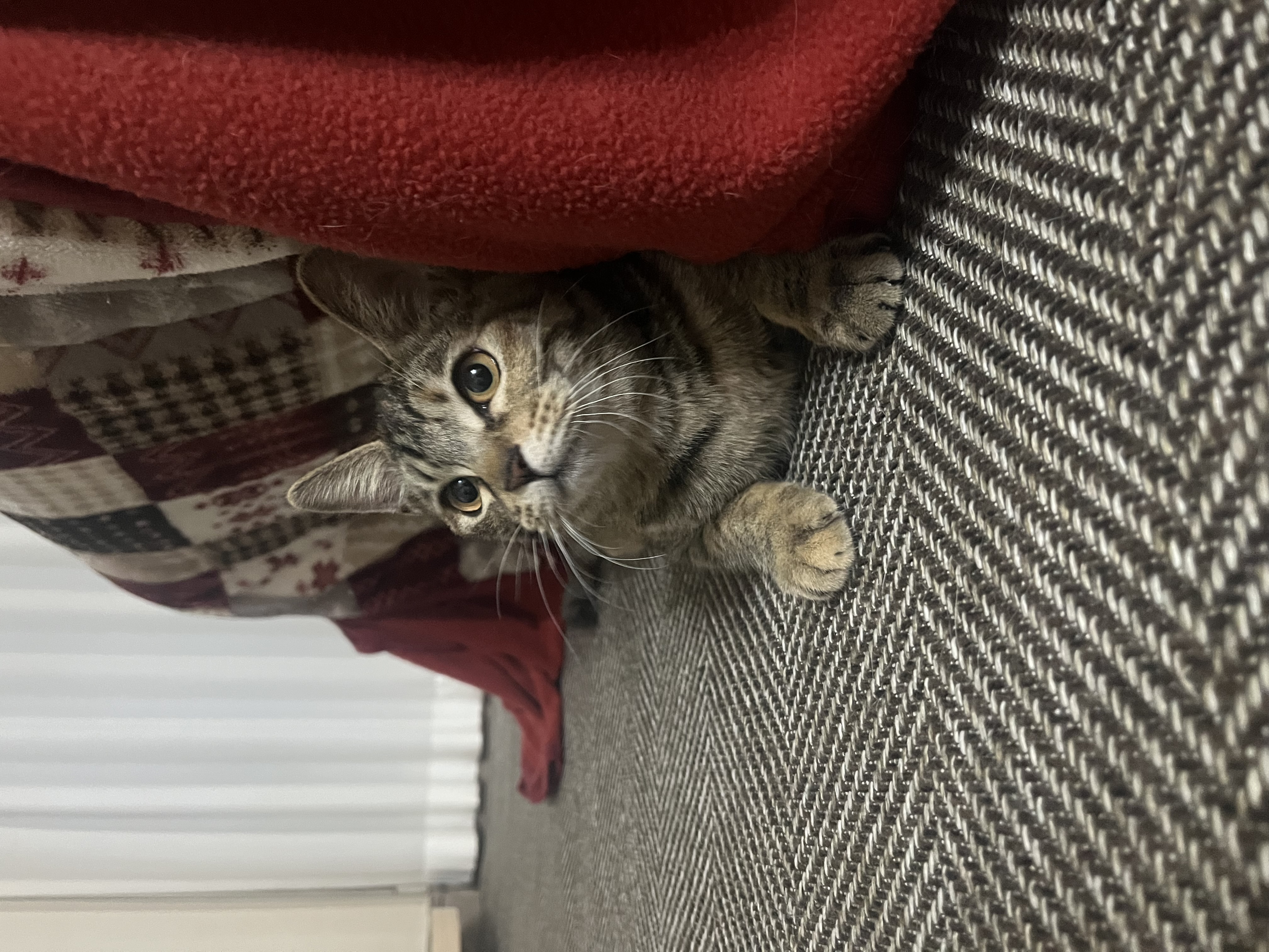 윤조(고란이)와 한 달