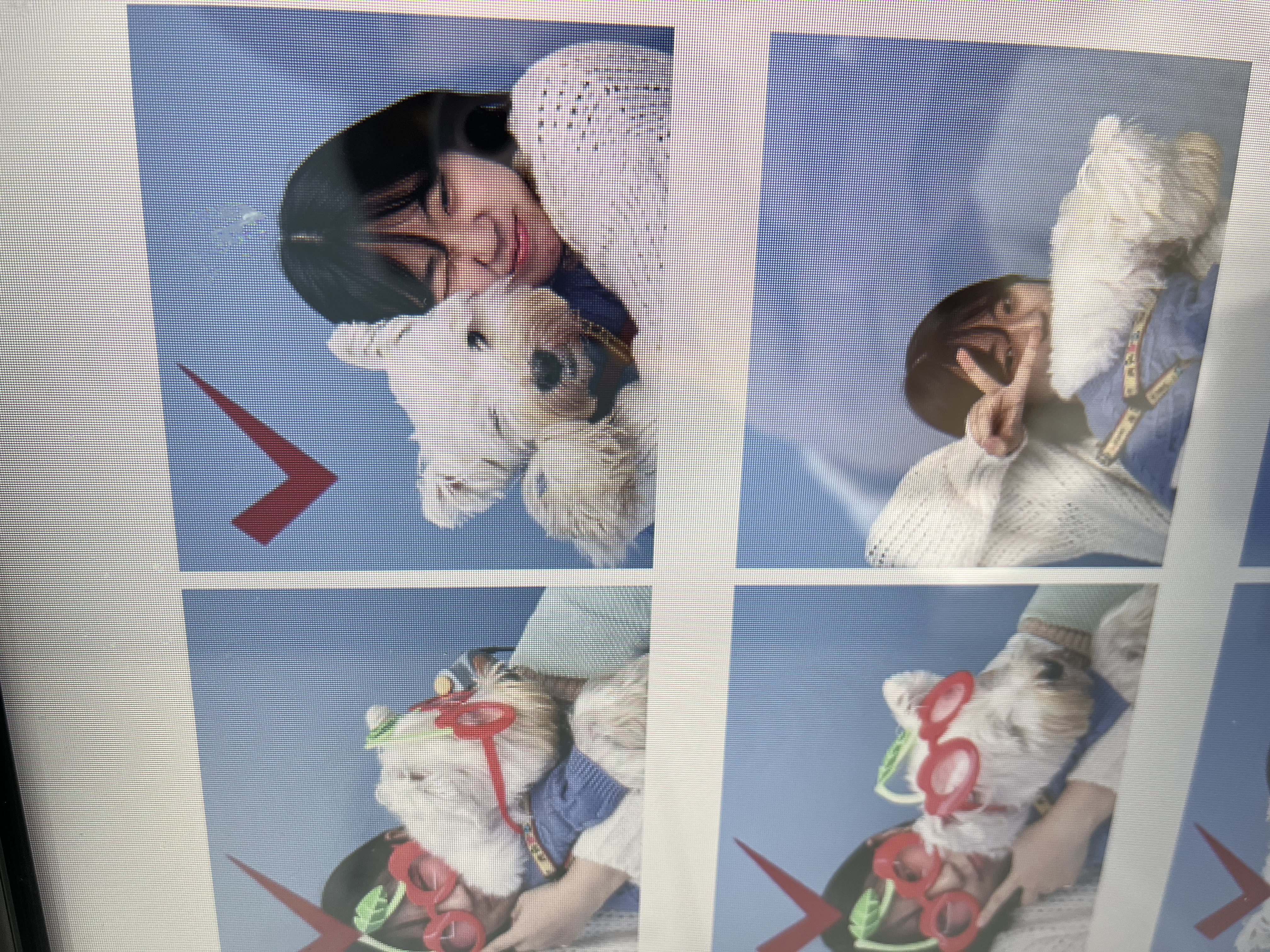 우리 망고 하늘나라갔어요ㅠㅠ