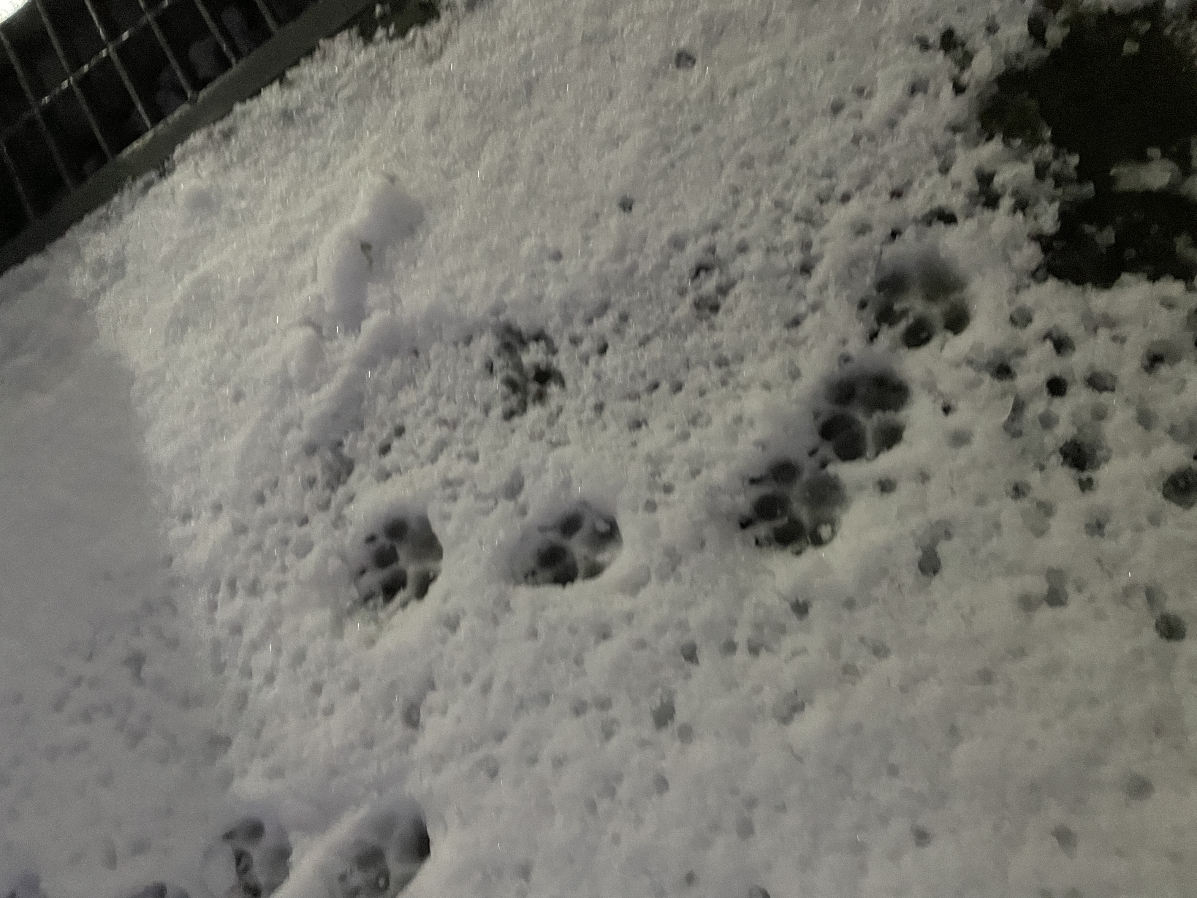 우리 망고 하늘나라갔어요ㅠㅠ