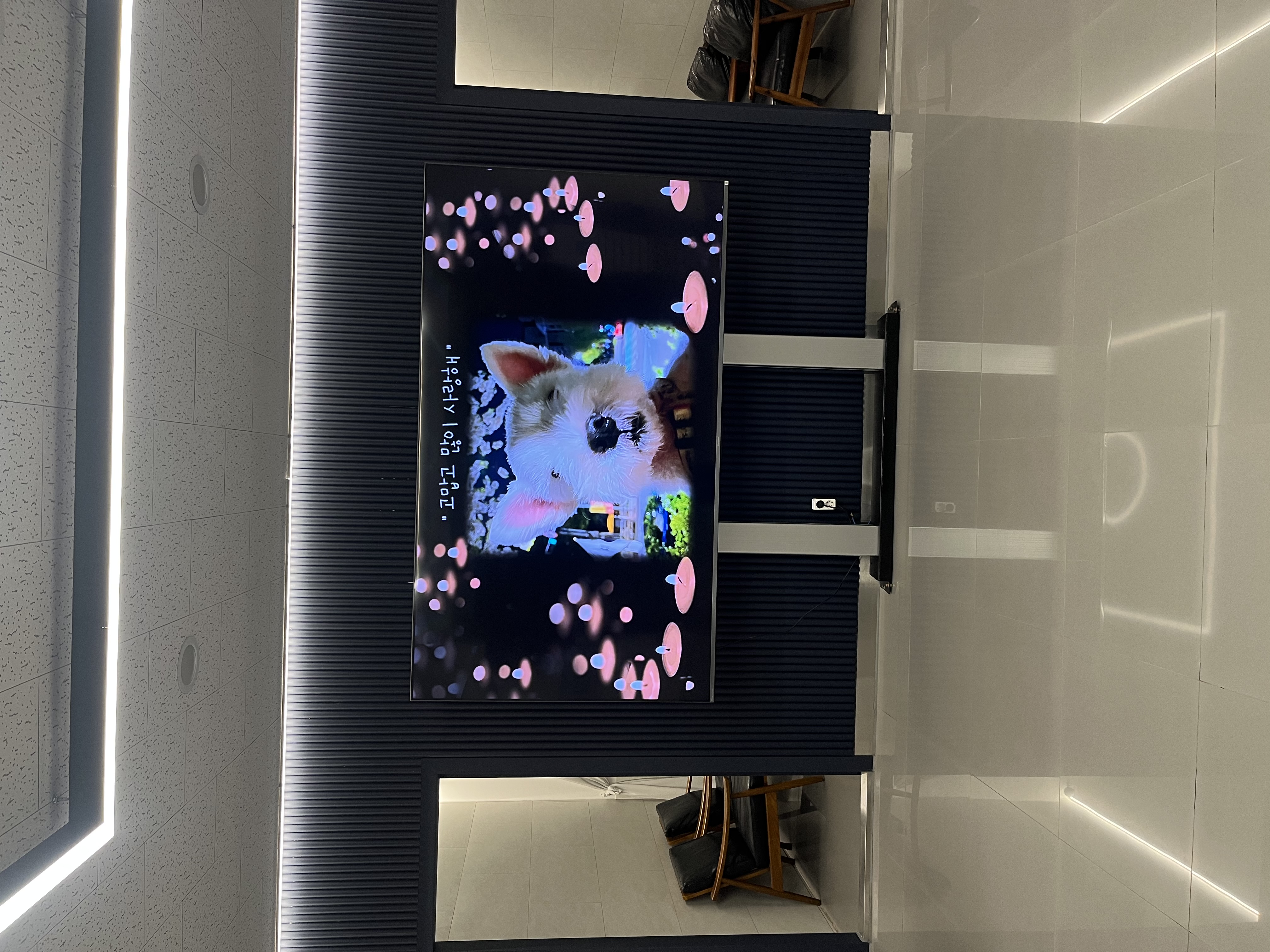 우리 망고 하늘나라갔어요ㅠㅠ