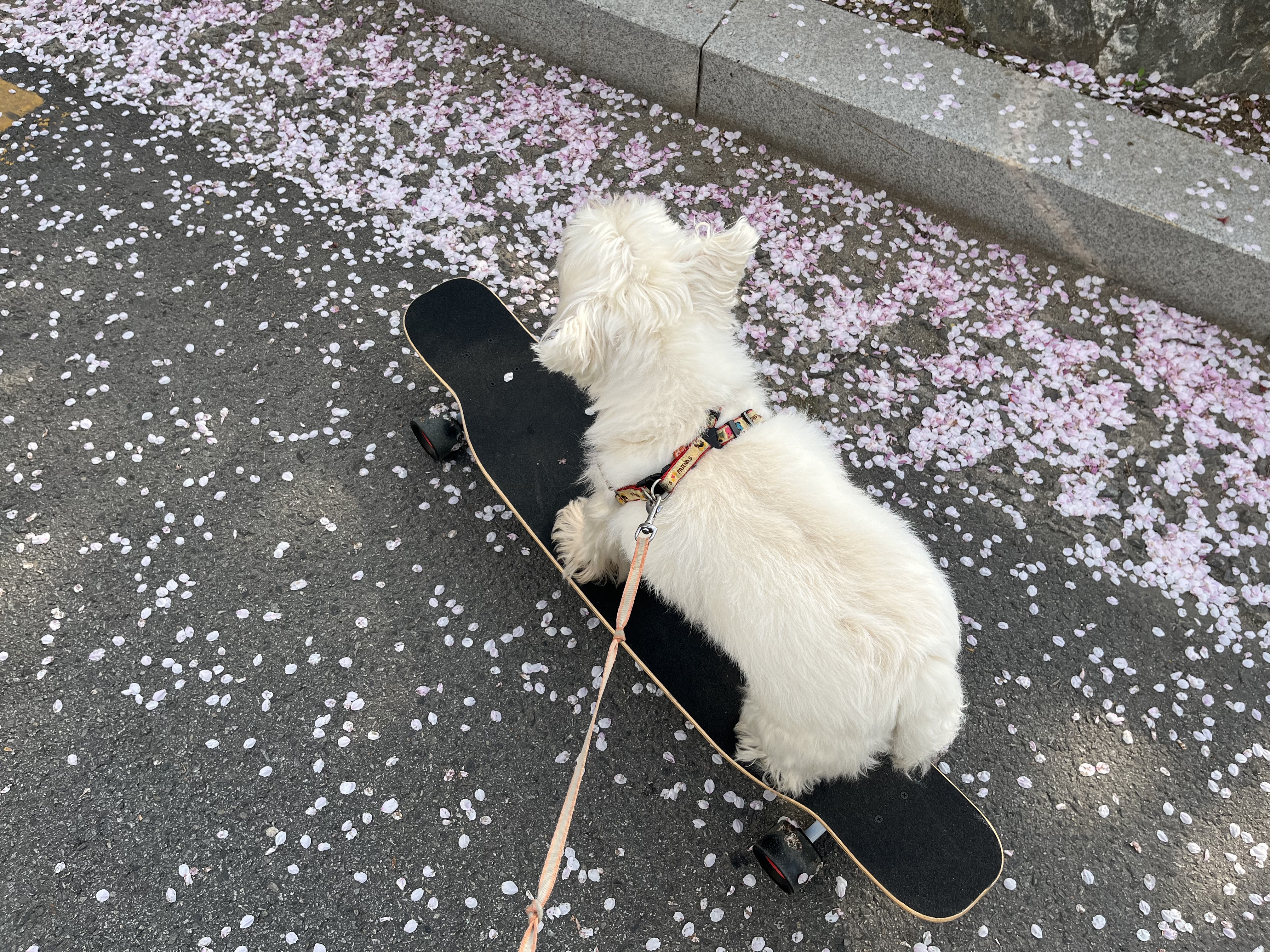 우리 망고 하늘나라갔어요ㅠㅠ