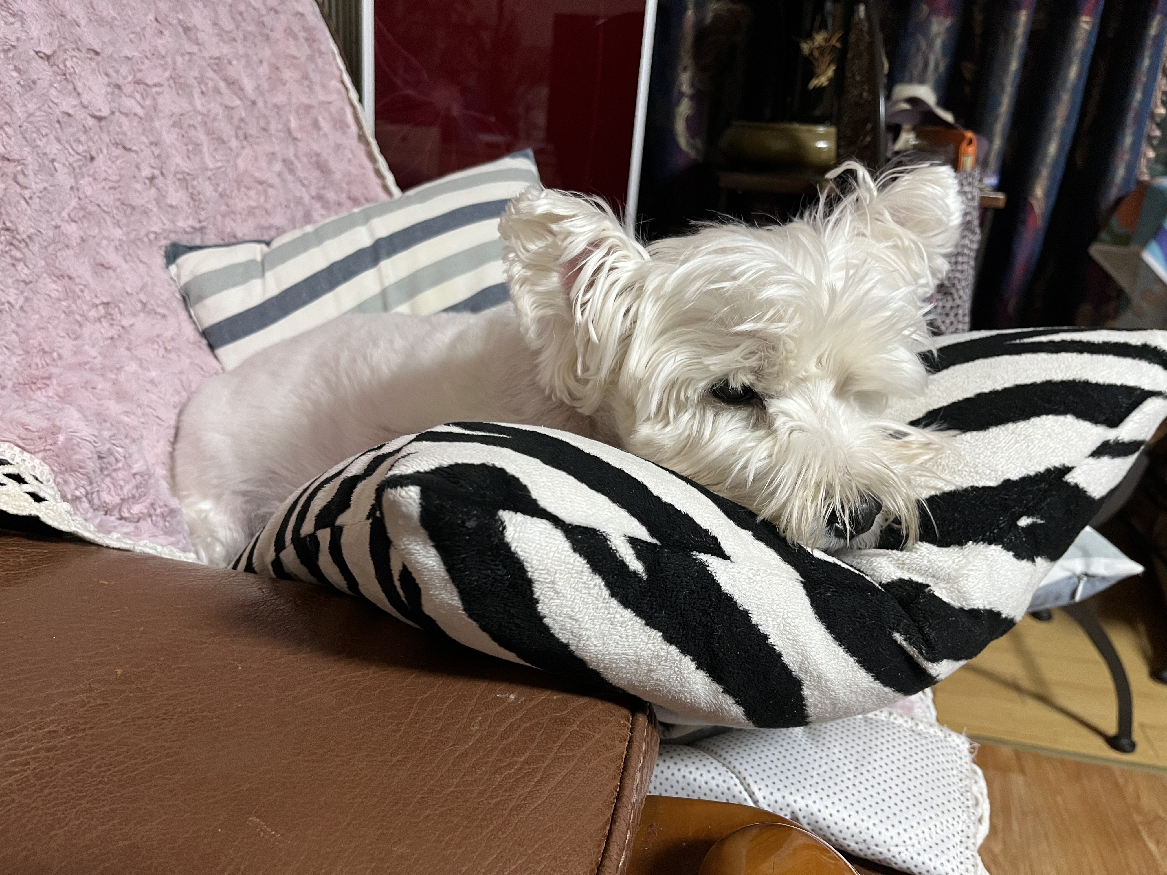 우리 망고 하늘나라갔어요ㅠㅠ