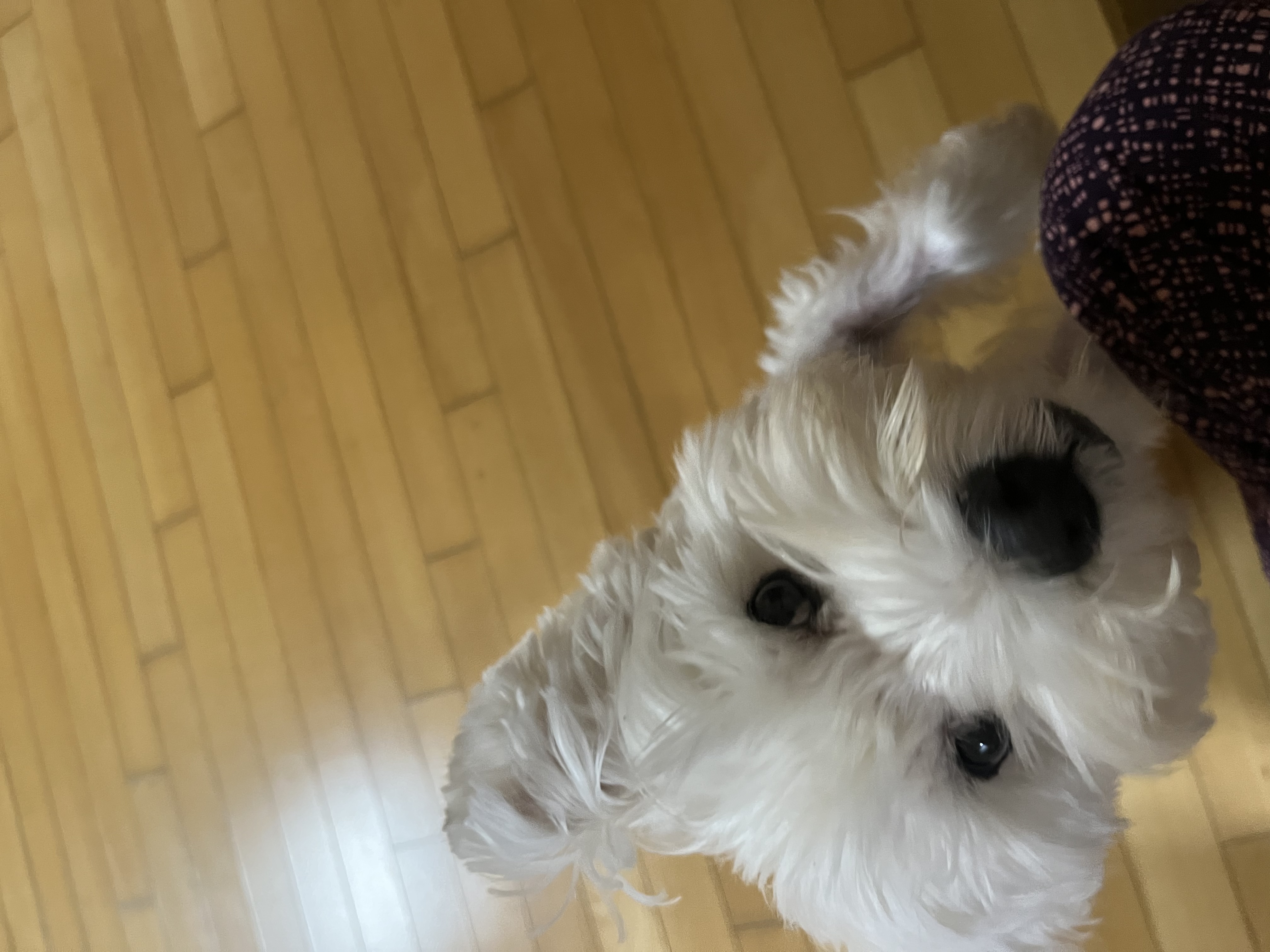 우리 망고 하늘나라갔어요ㅠㅠ