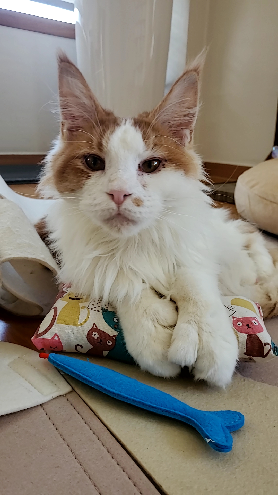 호비(테니)가 고양이 별로 떠났습니다