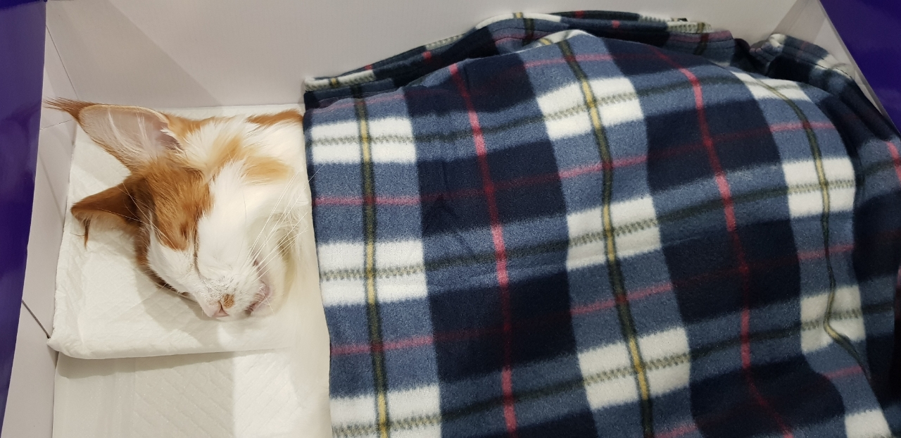 호비(테니)가 고양이 별로 떠났습니다