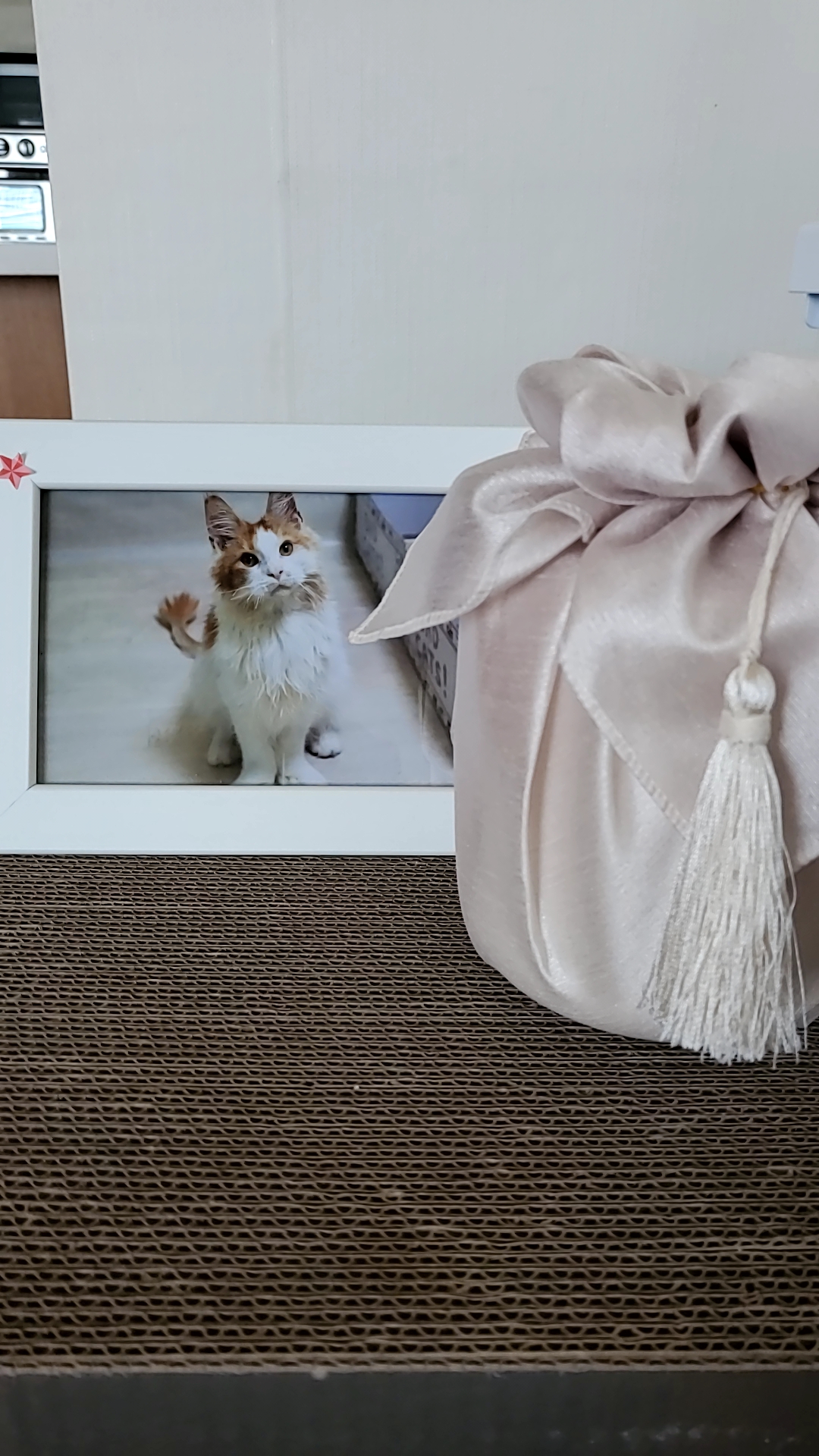 호비(테니)가 고양이 별로 떠났습니다