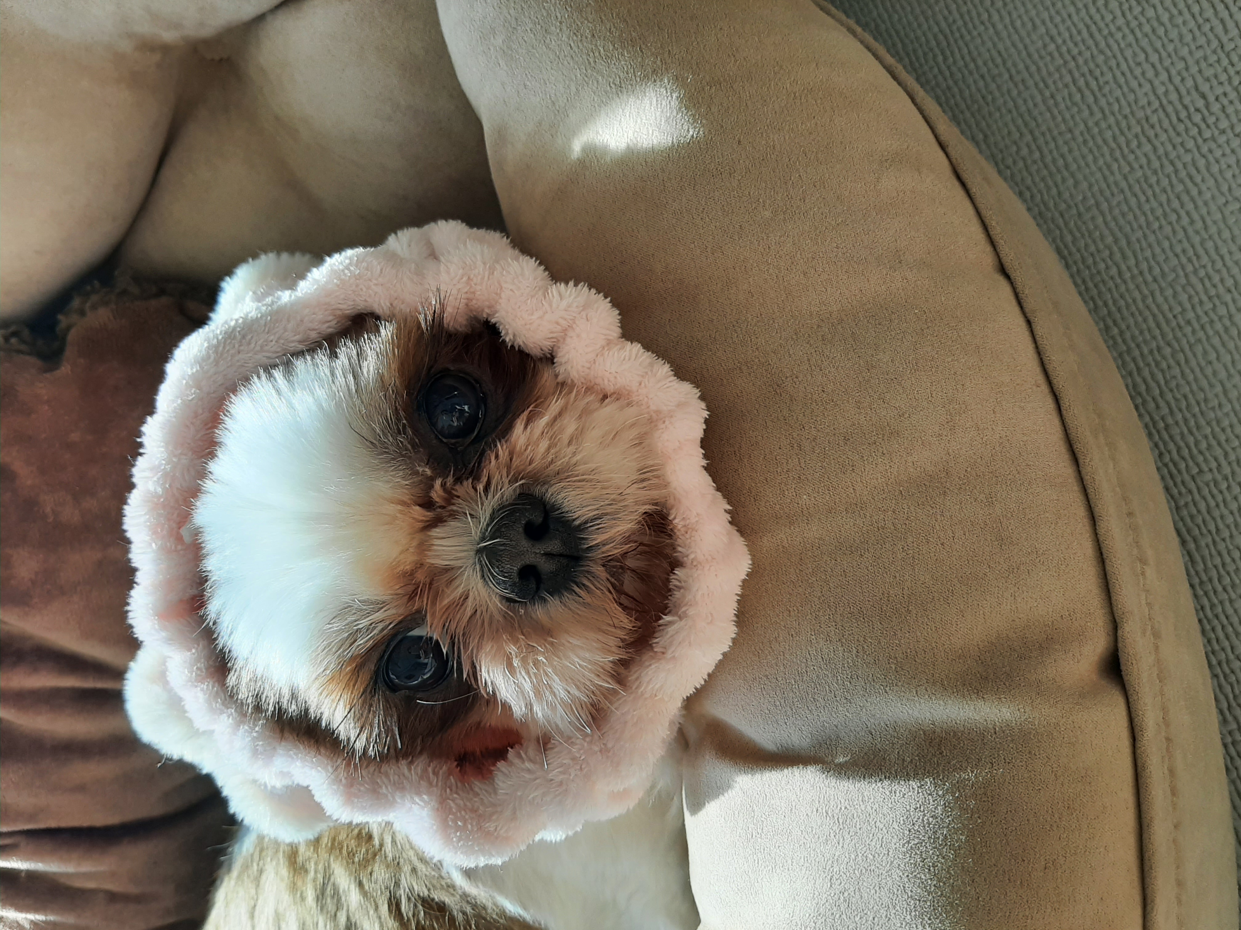 뽀야  건강하게 잘지내고있답니다