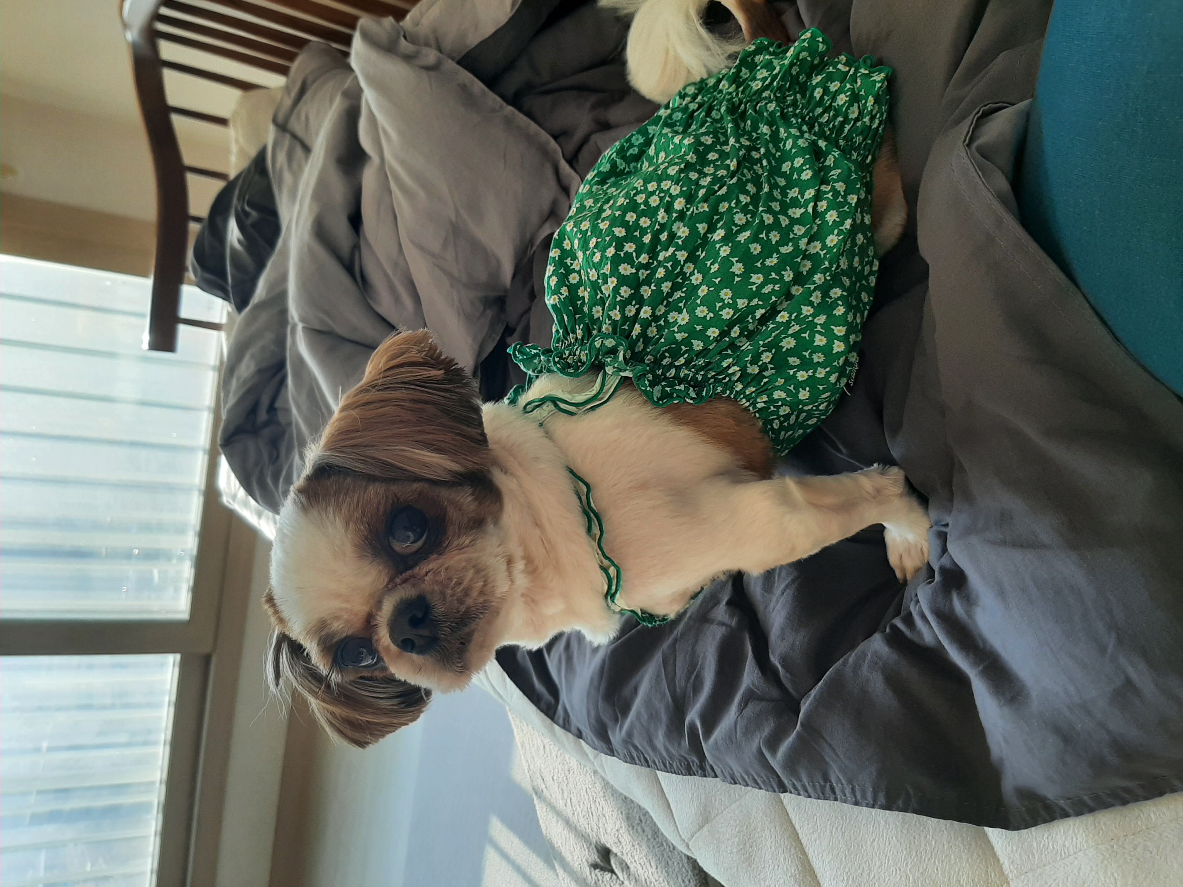 뽀야  건강하게 잘지내고있답니다