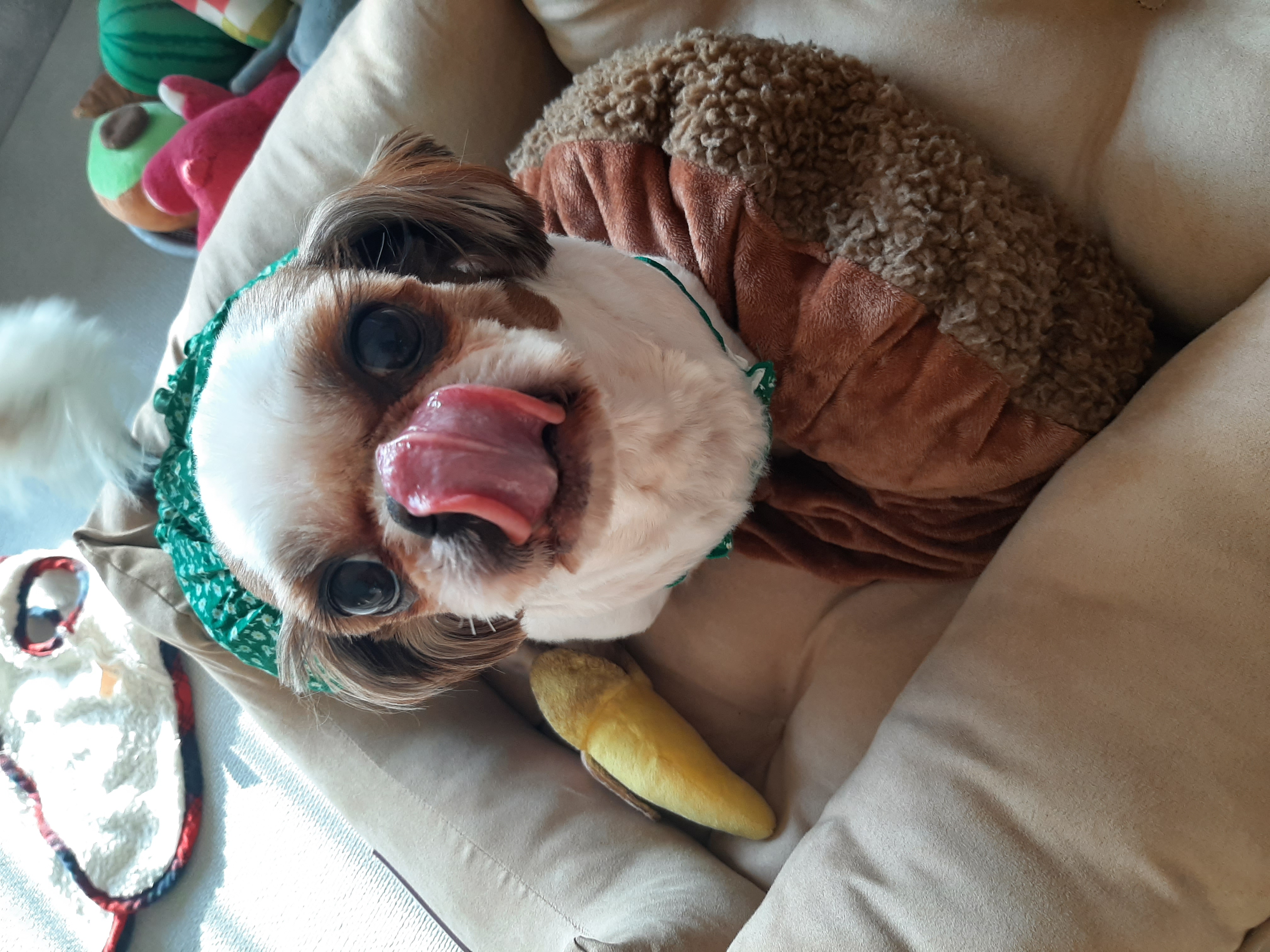 뽀야  건강하게 잘지내고있답니다